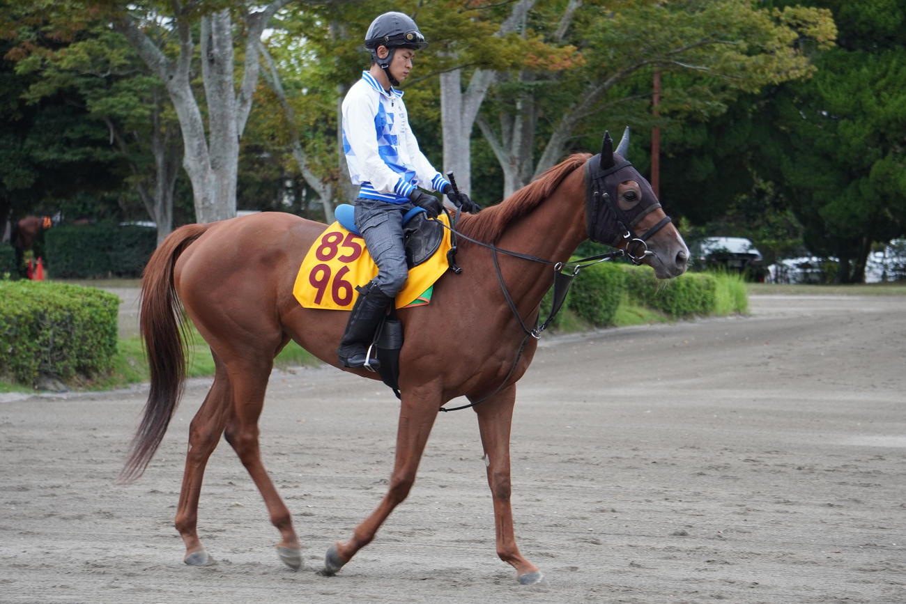 10月1日から調教ゼッケンが一新された。美浦の3歳以上牝馬は黄地に赤文字