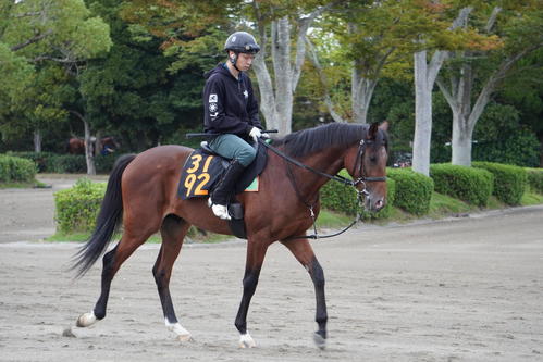 美浦便り】調教ゼッケン一新、牡馬と牝馬が区別されました - 競馬