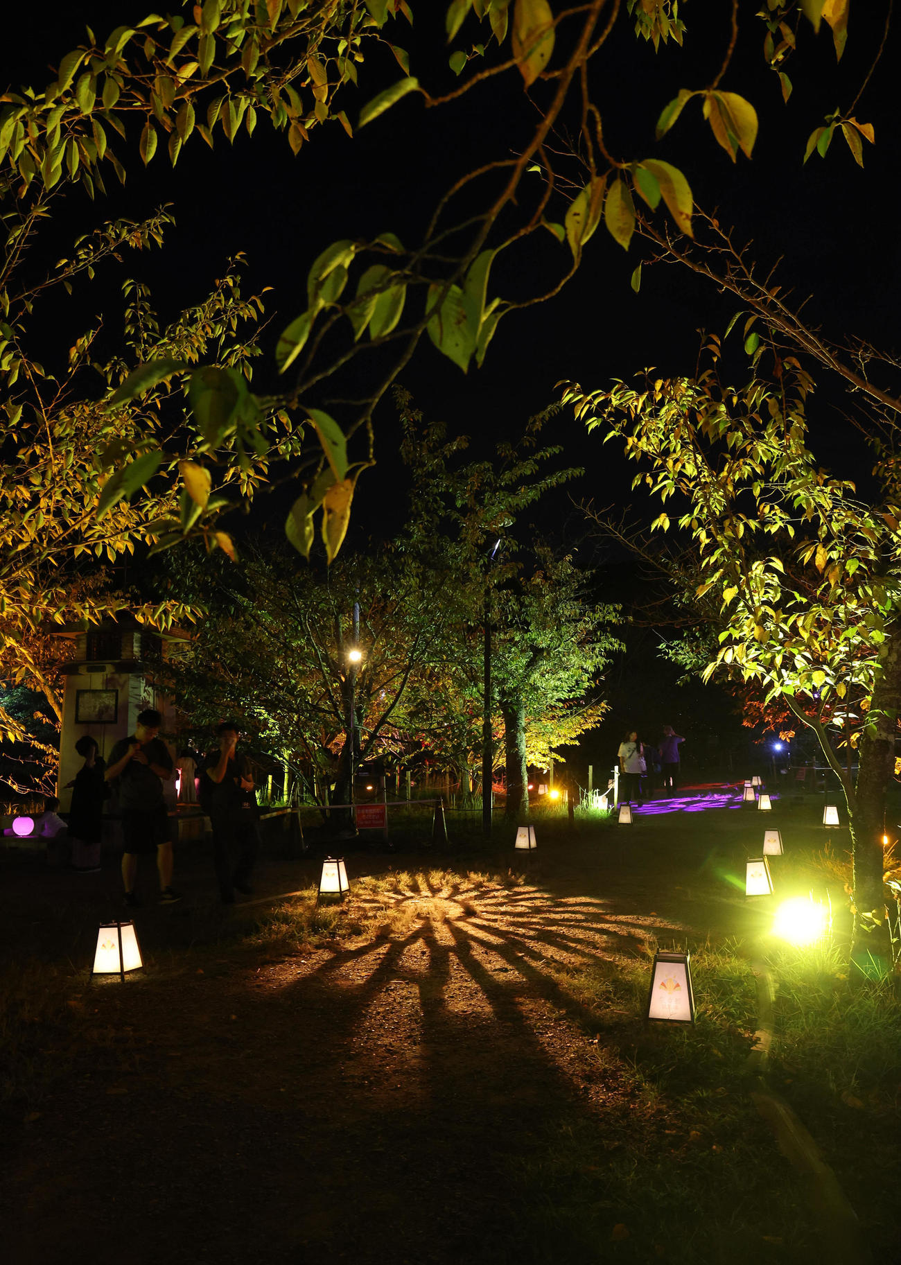 ライトアップされた円山公園の木々（撮影・白石智彦）