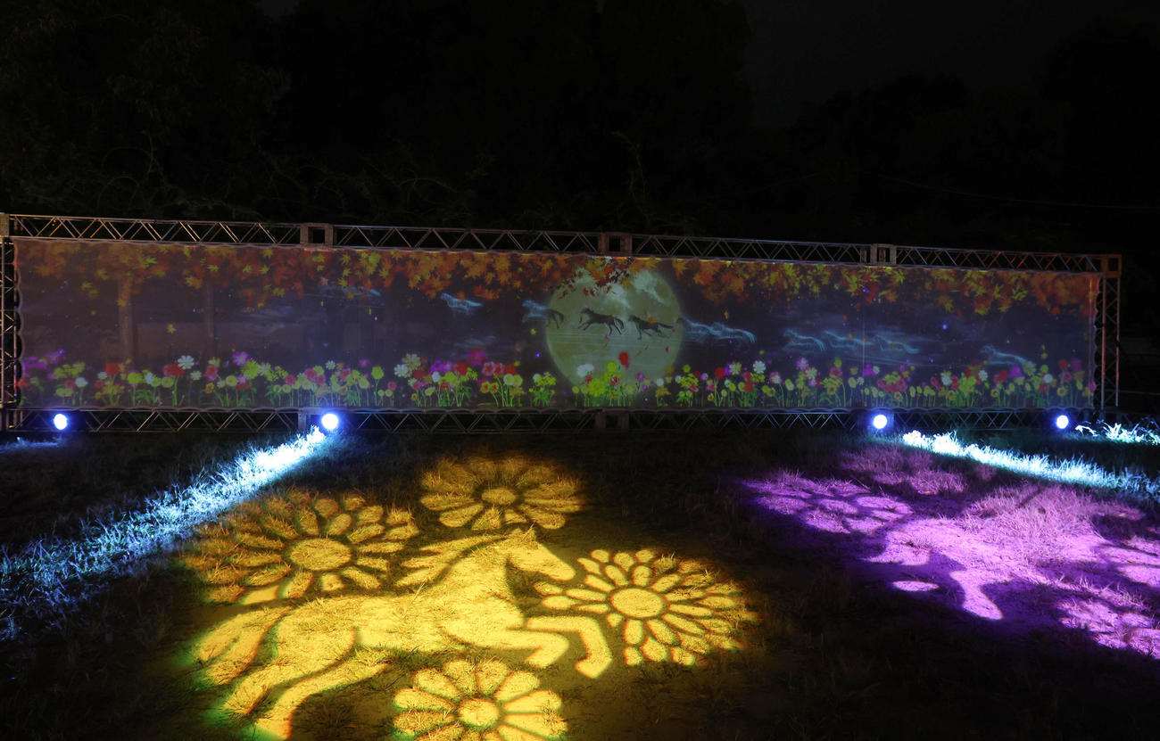 円山公園の藤棚の投影されたプロジェクションマッピング（撮影・白石智彦）
