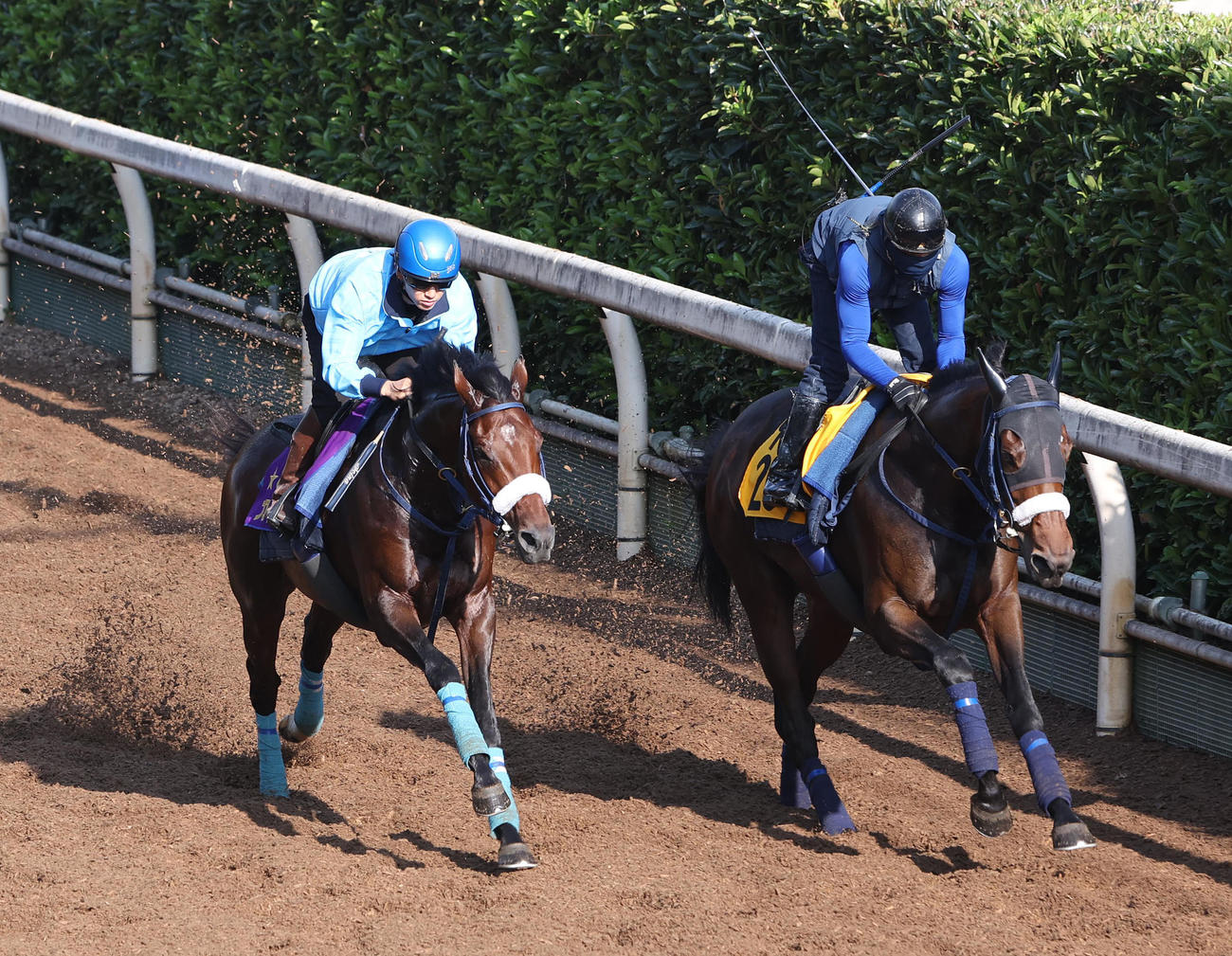 菅原明騎手を背に坂路をメテオリート（右）と併せて追い切るブローザホーン（撮影・白石智彦）