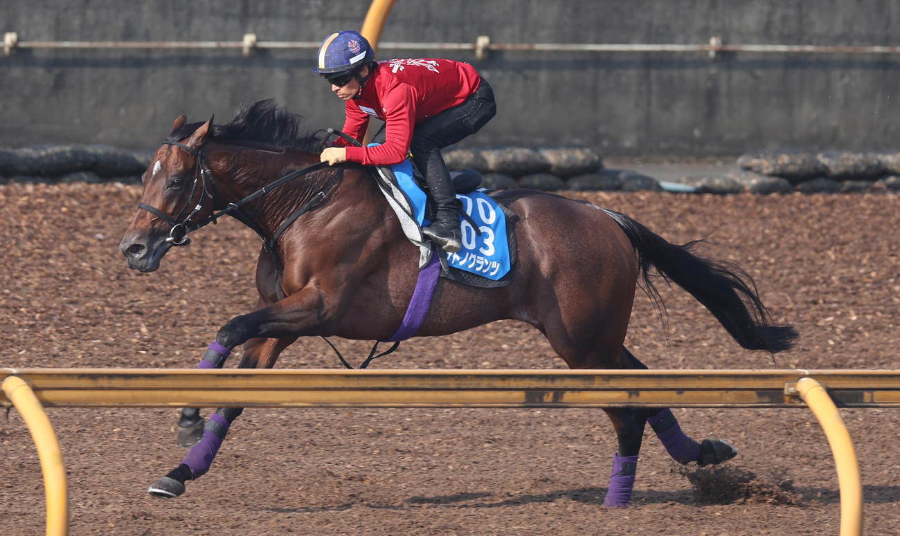 川田騎手を背にCウッドで追い切るサトノグランツ