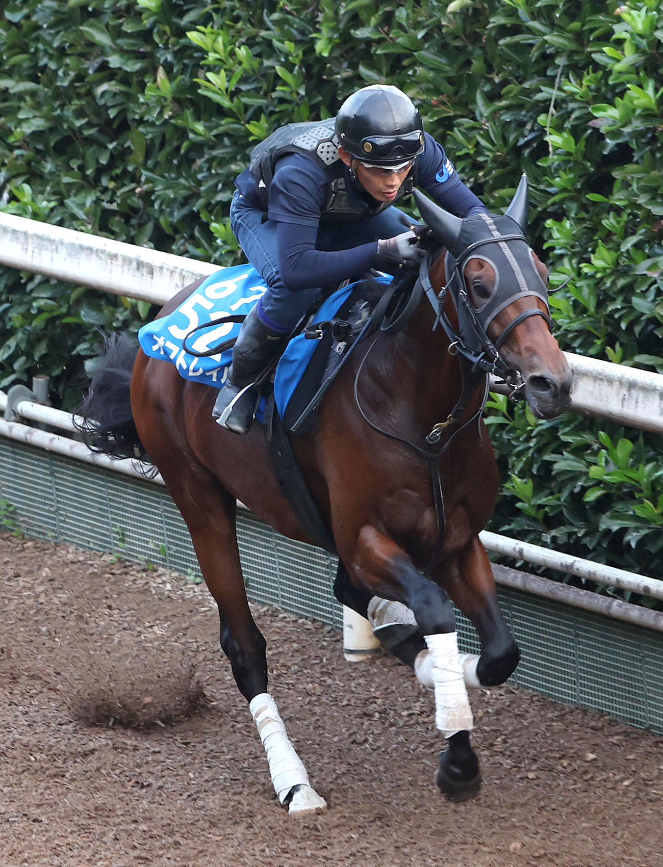 坂路を単走で追い切るオフトレイル（撮影・白石智彦）