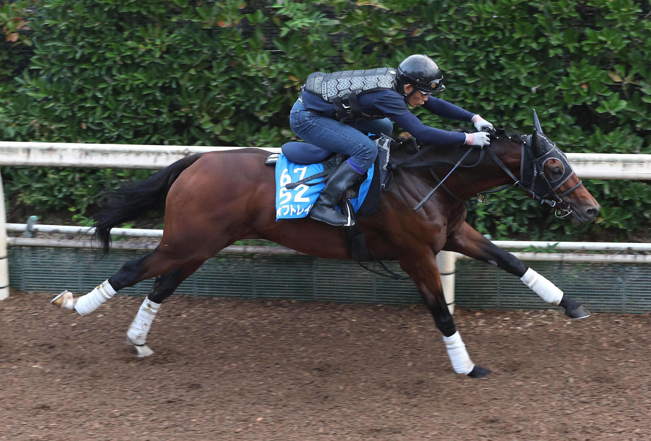 坂路を単走で追い切るオフトレイル（撮影・白石智彦）