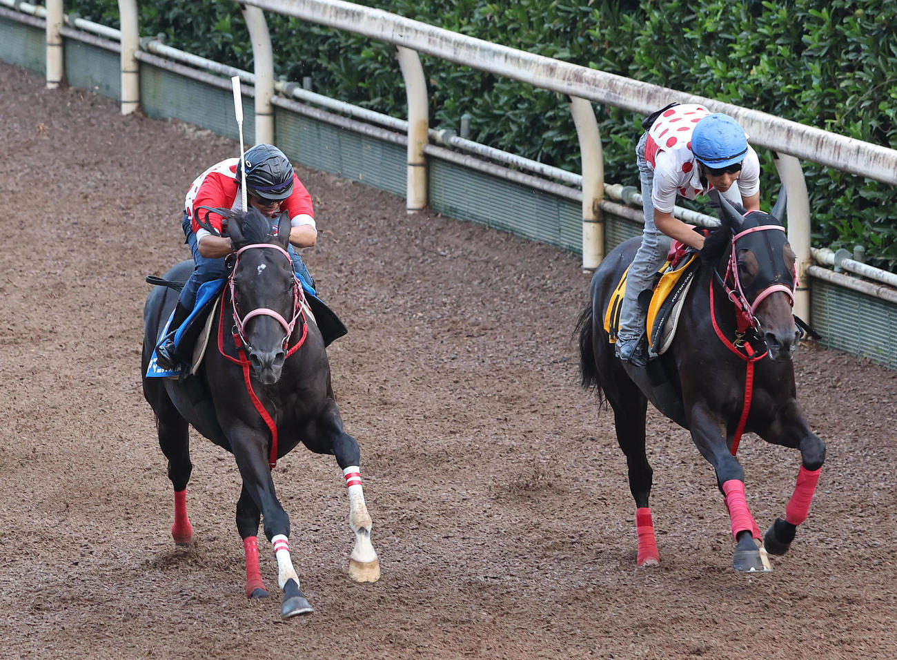 坂路をロゼフレア（右）と併せ馬で追い切るヤマニンサルバム（撮影・白石智彦）
