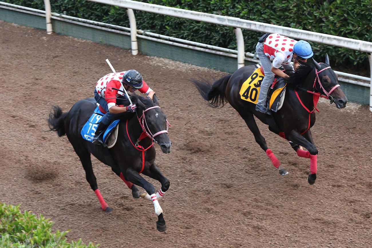 坂路をロゼフレア（右）と併せ馬で追い切るヤマニンサルバム（撮影・白石智彦）