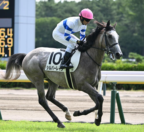 ノームコアの初子シルバーレインはアイビーSへ／有力馬情報 - 2歳馬