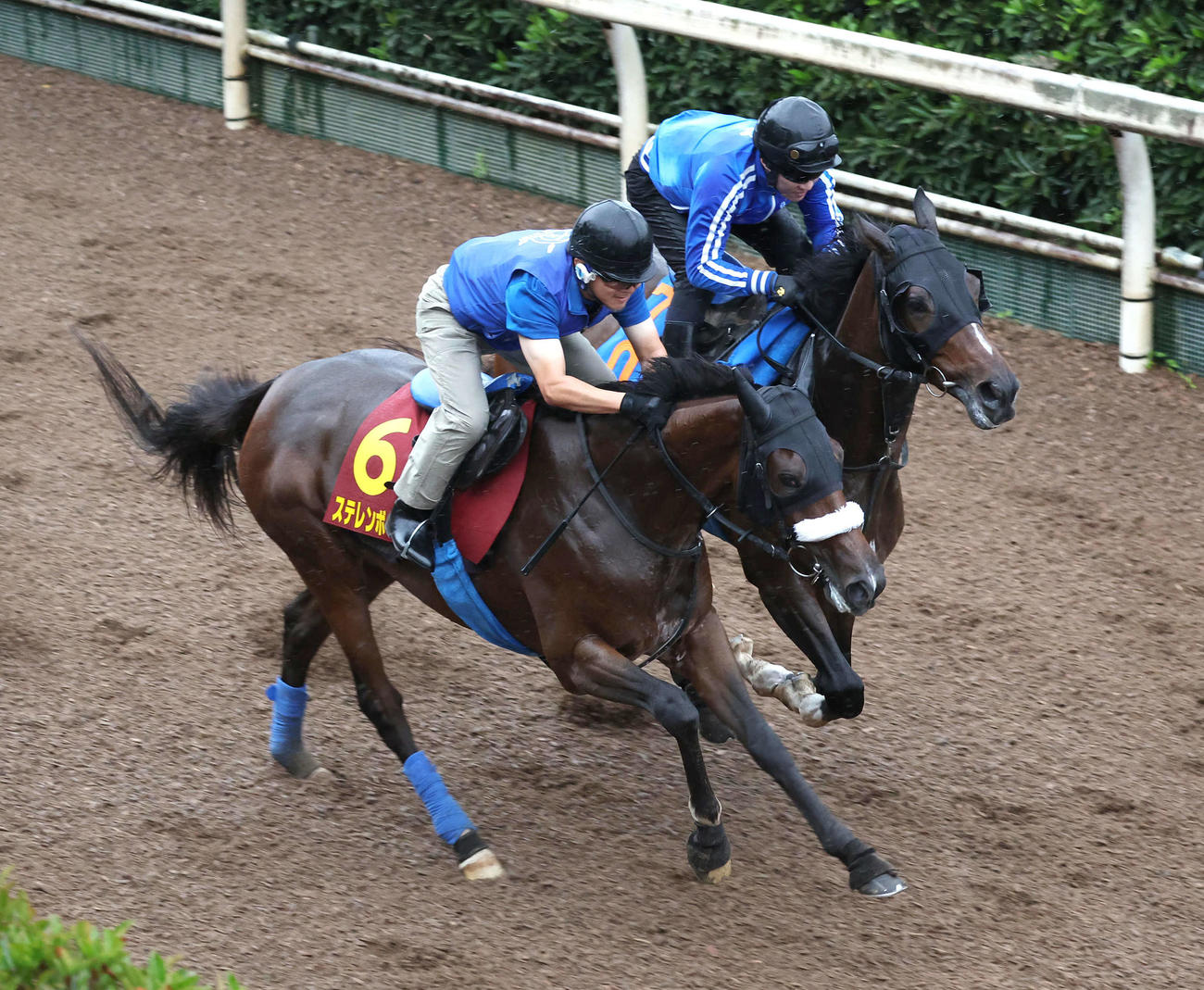 坂路をモスクロッサー（右）と併せ馬で追い切るステレンボッシュ（撮影・白石智彦）