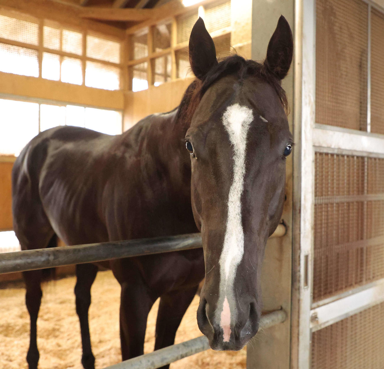 運動を終えて馬房でくつろぐジューンアヲニヨシ