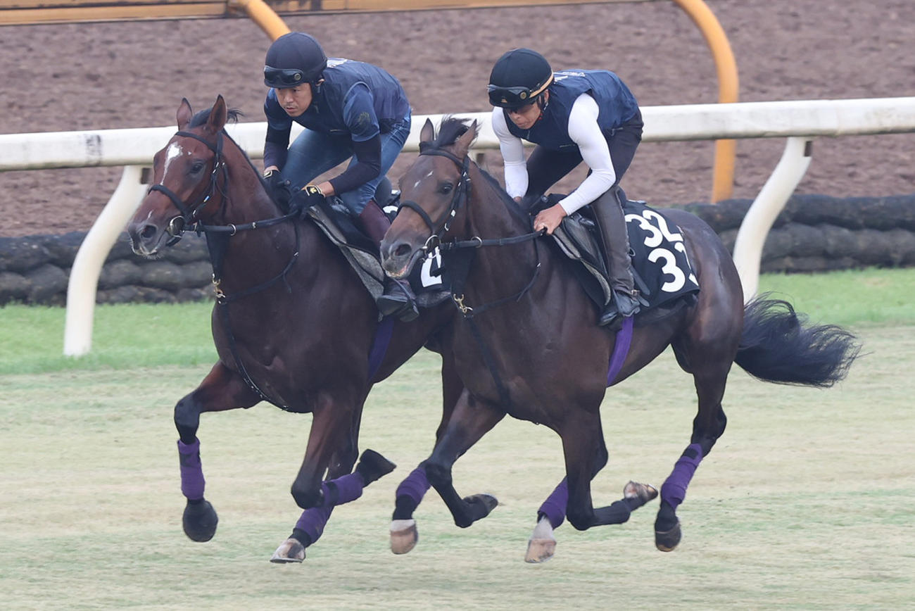 芝コースにて併せ馬で追い切るサトノブリジャール（右）