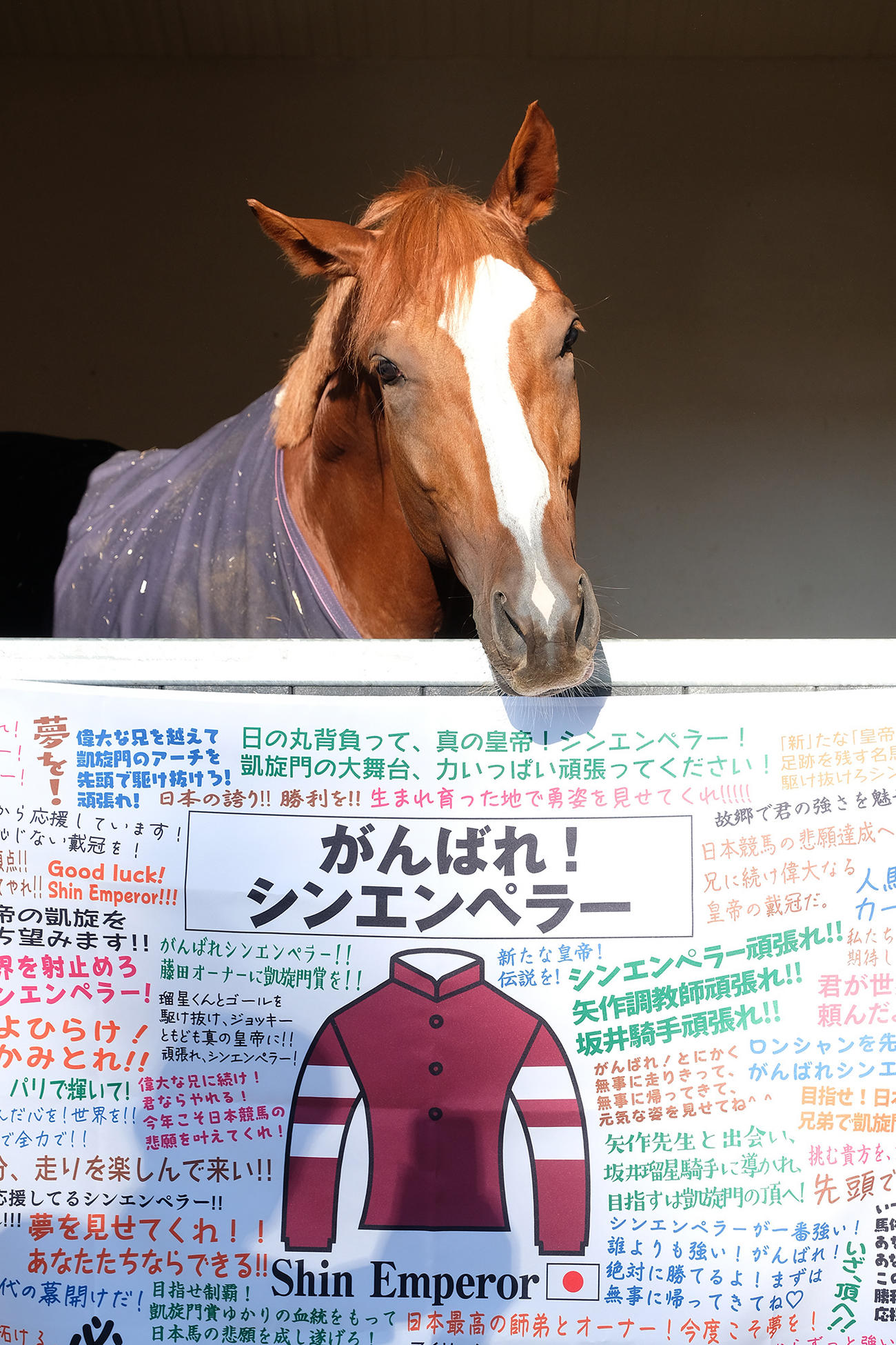 日本からの応援フラッグとシンエンペラー（JRA提供）