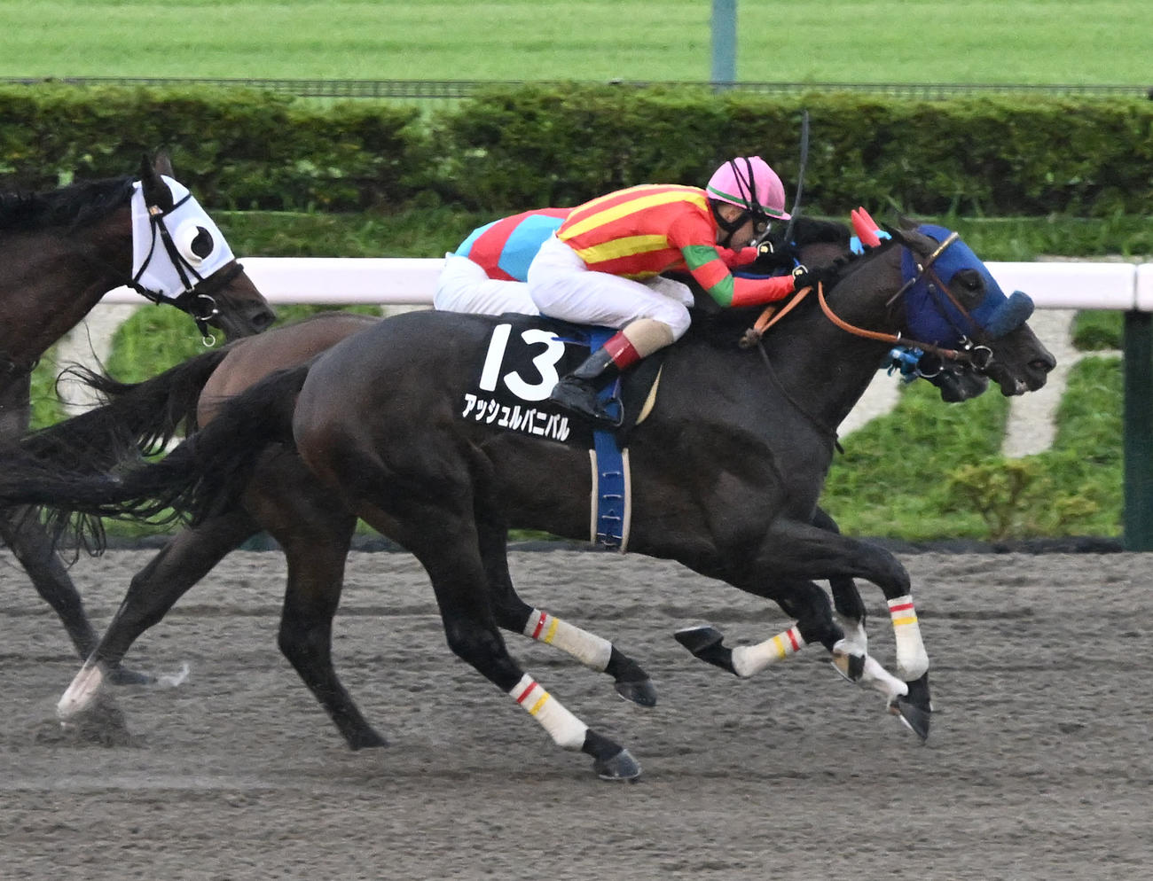 東京10R　赤富士ステークスを制したアッシュルバニパルとルメール騎手（撮影・千葉一成）