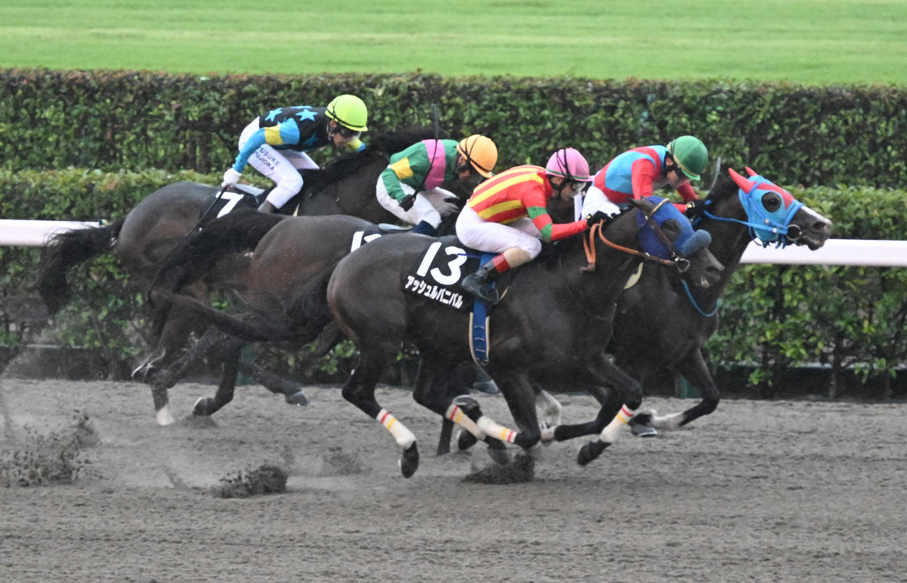 東京10R　赤富士ステークスを制したアッシュルバニパルとルメール騎手（撮影・千葉一成）