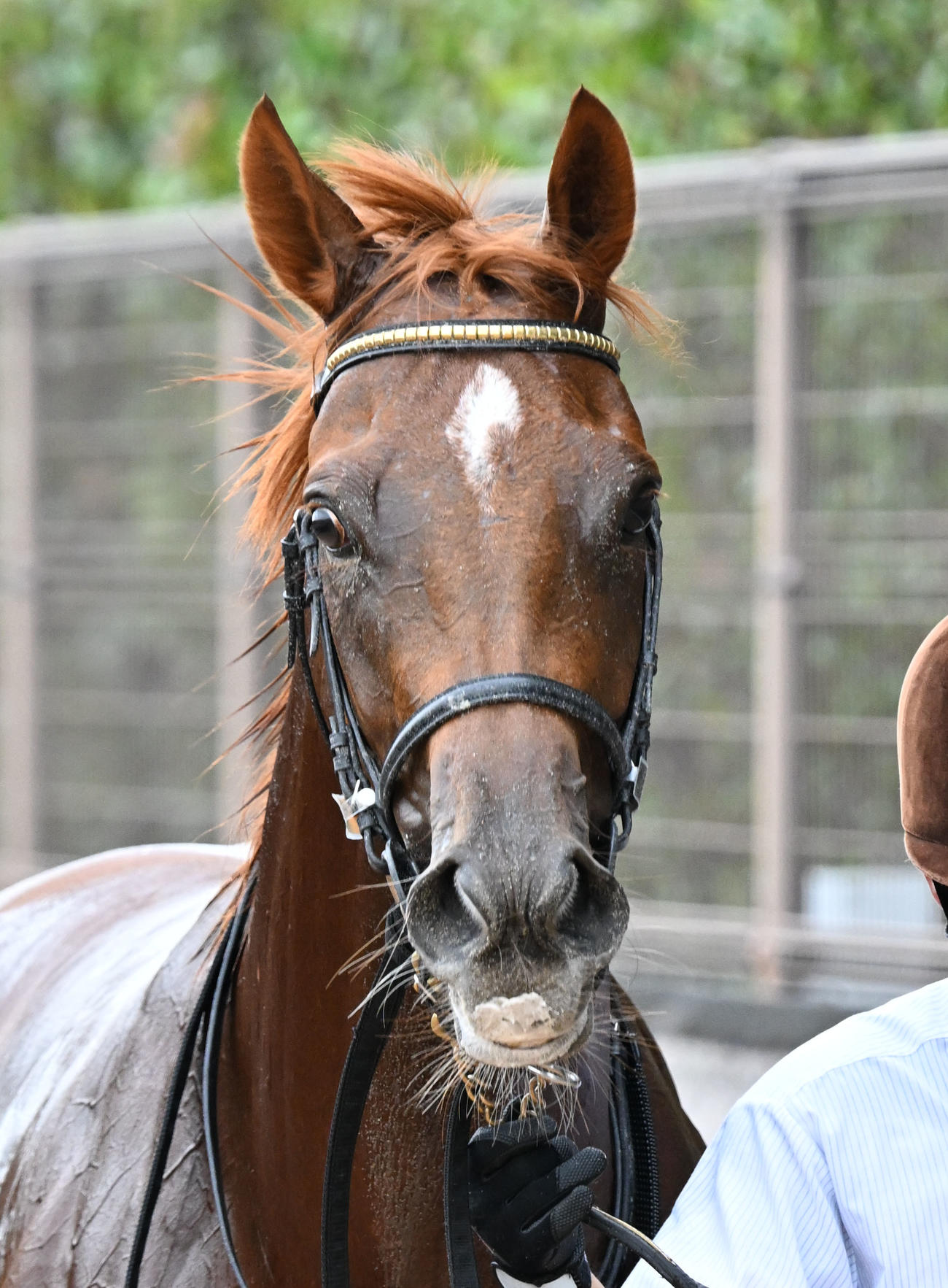 東京3R新馬戦を制したマリブオレンジ（撮影・千葉一成）