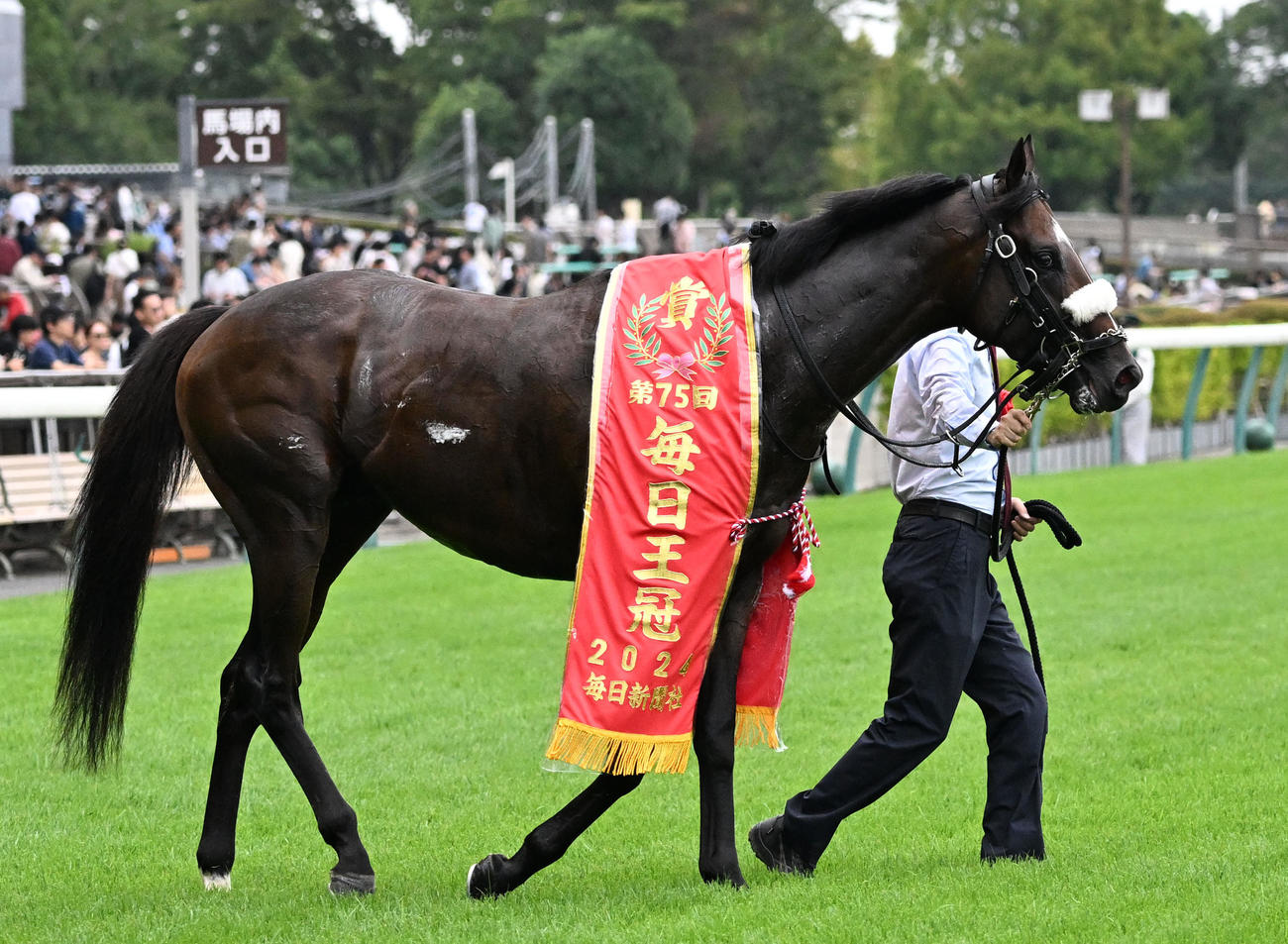 毎日王冠を制したシックスペンス（撮影・千葉一成）