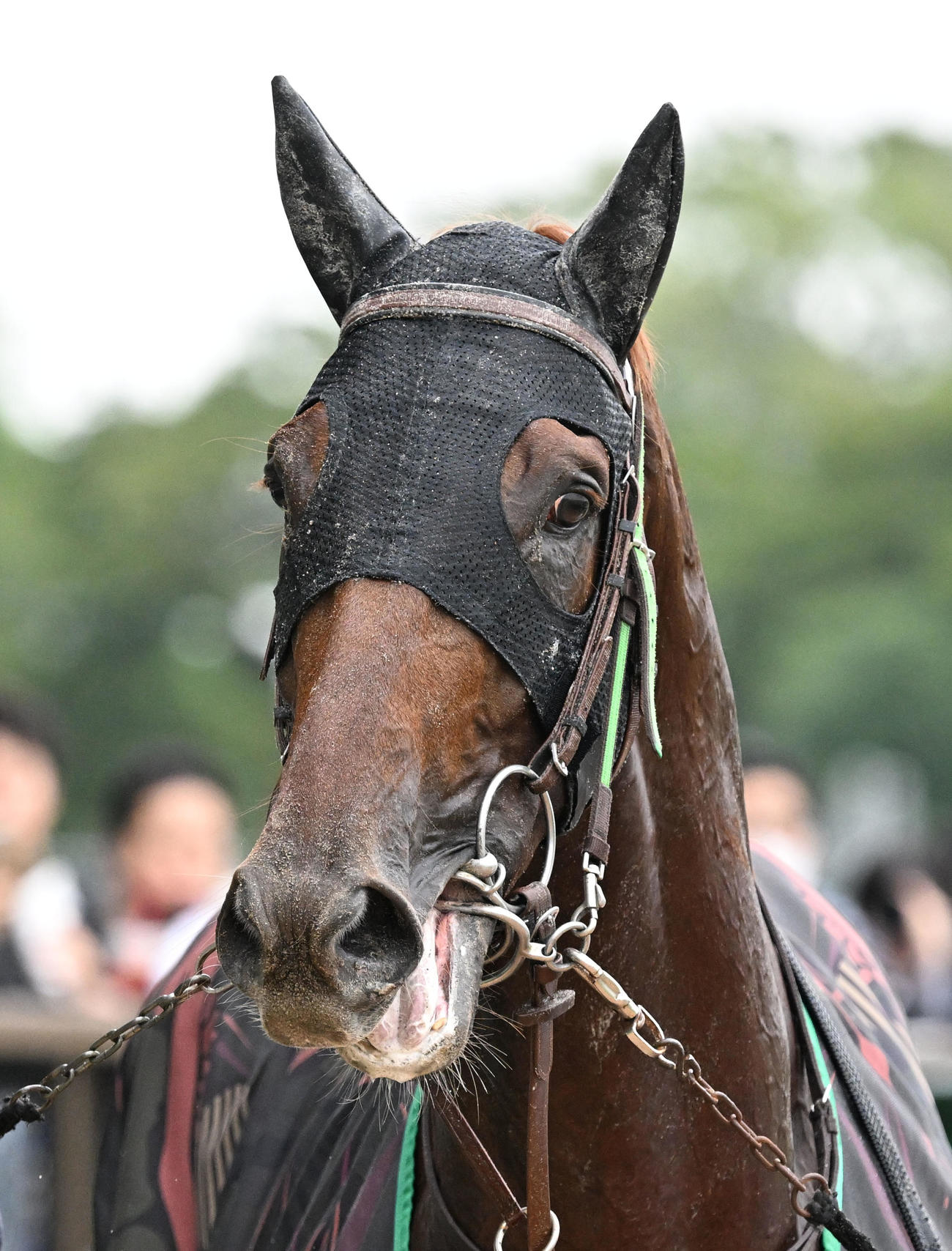 東京10R　グリーンチャンネルCを制したショウナンライシン（撮影・千葉一成）