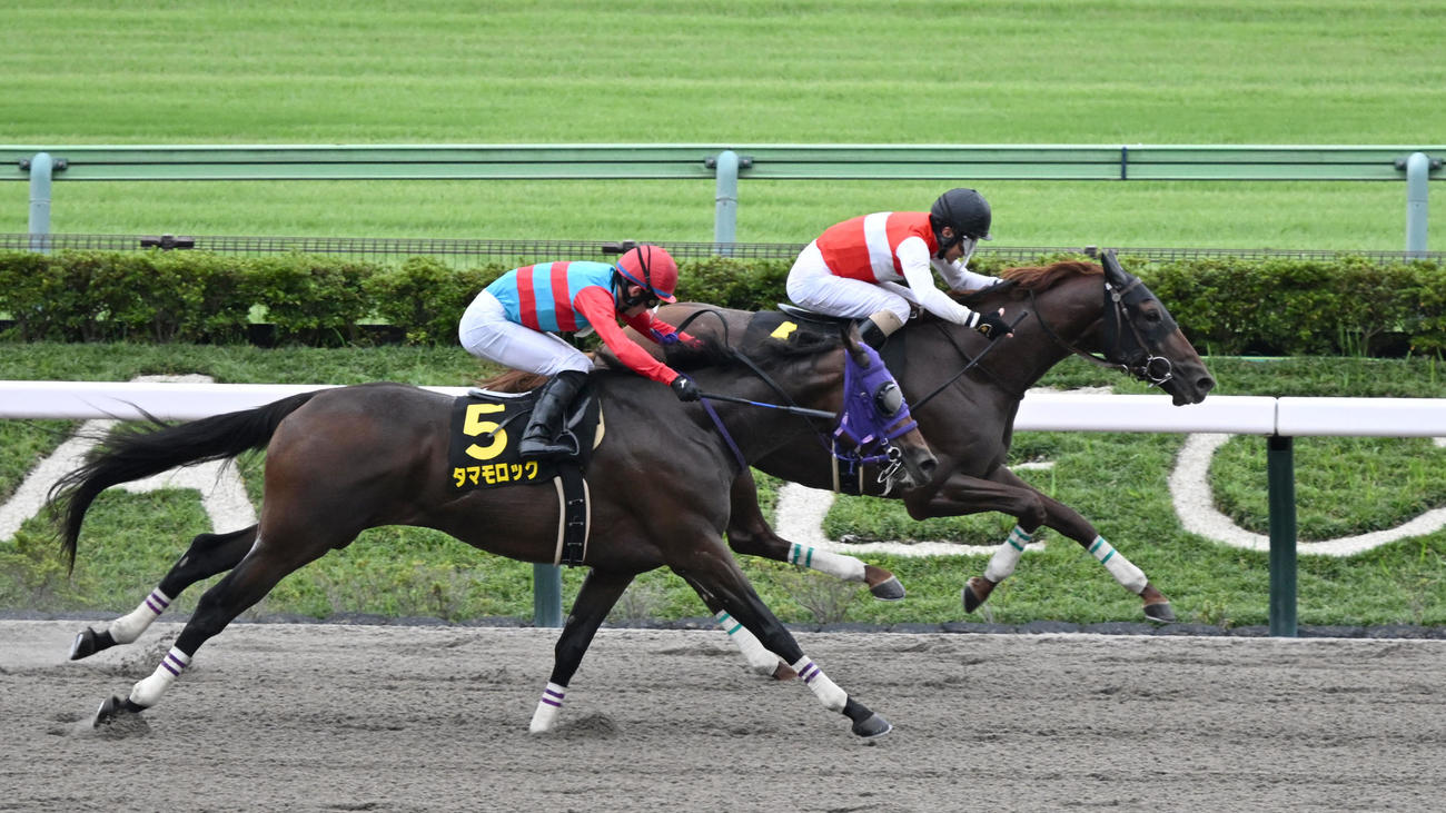グリーンチャンネルCを制したショウナンライシンと柴田騎手（右）（撮影・千葉一成）