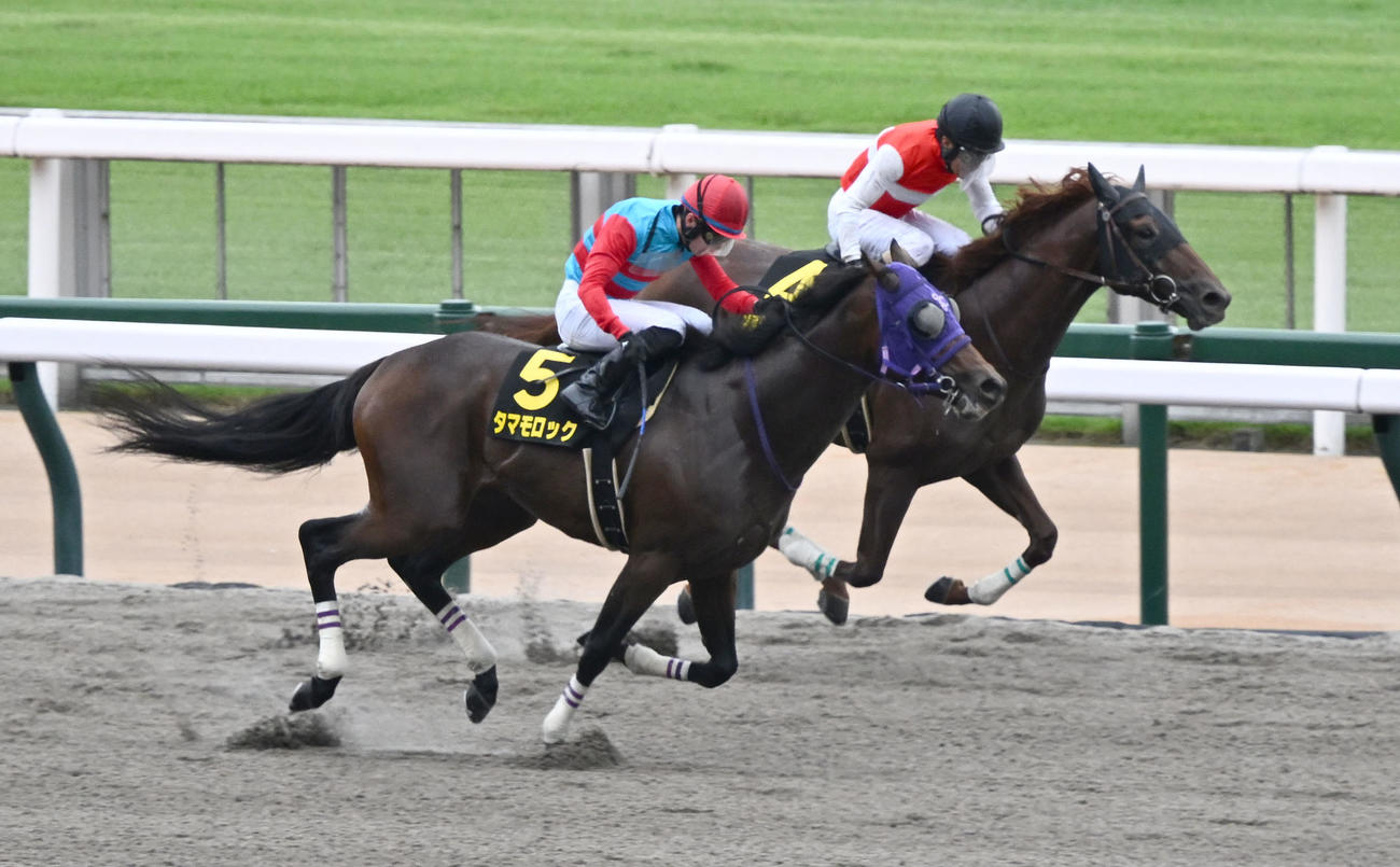 グリーンチャンネルCを制したショウナンライシンと柴田騎手（奥）（撮影・千葉一成）