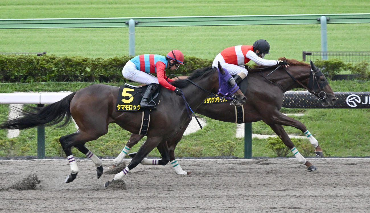 グリーンチャンネルCを制したショウナンライシンと柴田騎手（奥）（撮影・千葉一成）