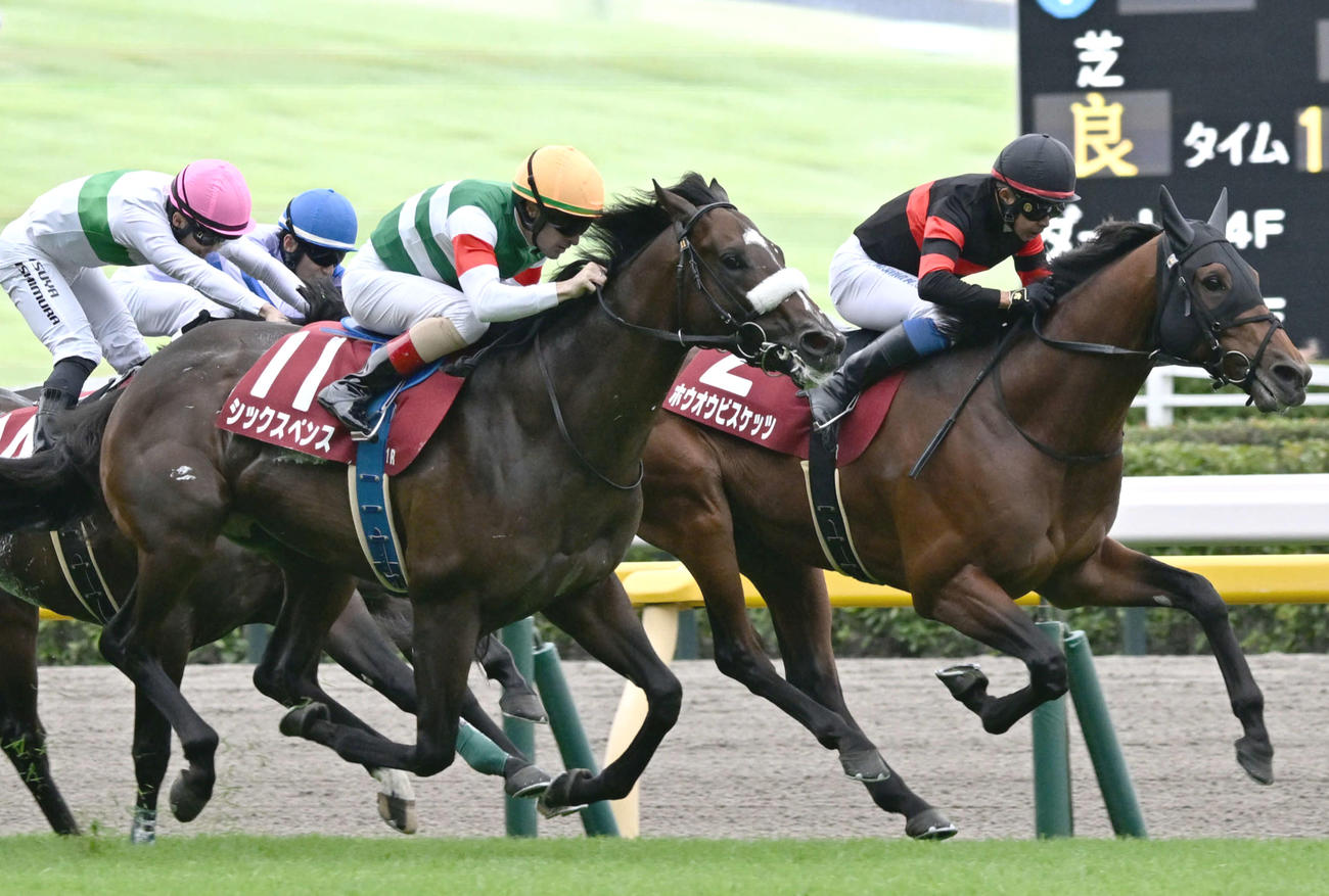 毎日王冠2着に入ったホウオウビスケッツ（右）。手前は勝ったシックスペンス（撮影・千葉一成）