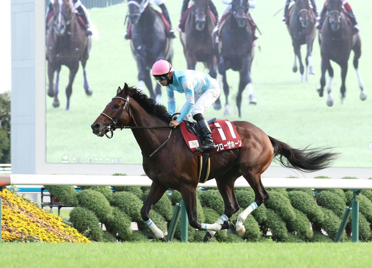 京都大賞典1番人気で11着に終わったブローザホーン（撮影・白石智彦）