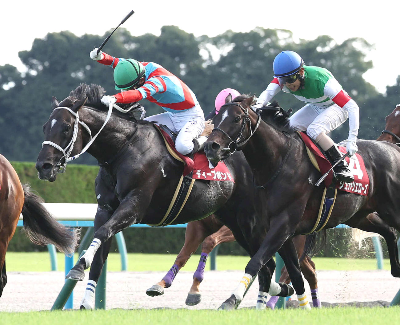 京都大賞典2着に敗れたディープボンド（左）。右は勝ったシュヴァリエローズ（撮影・白石智彦）