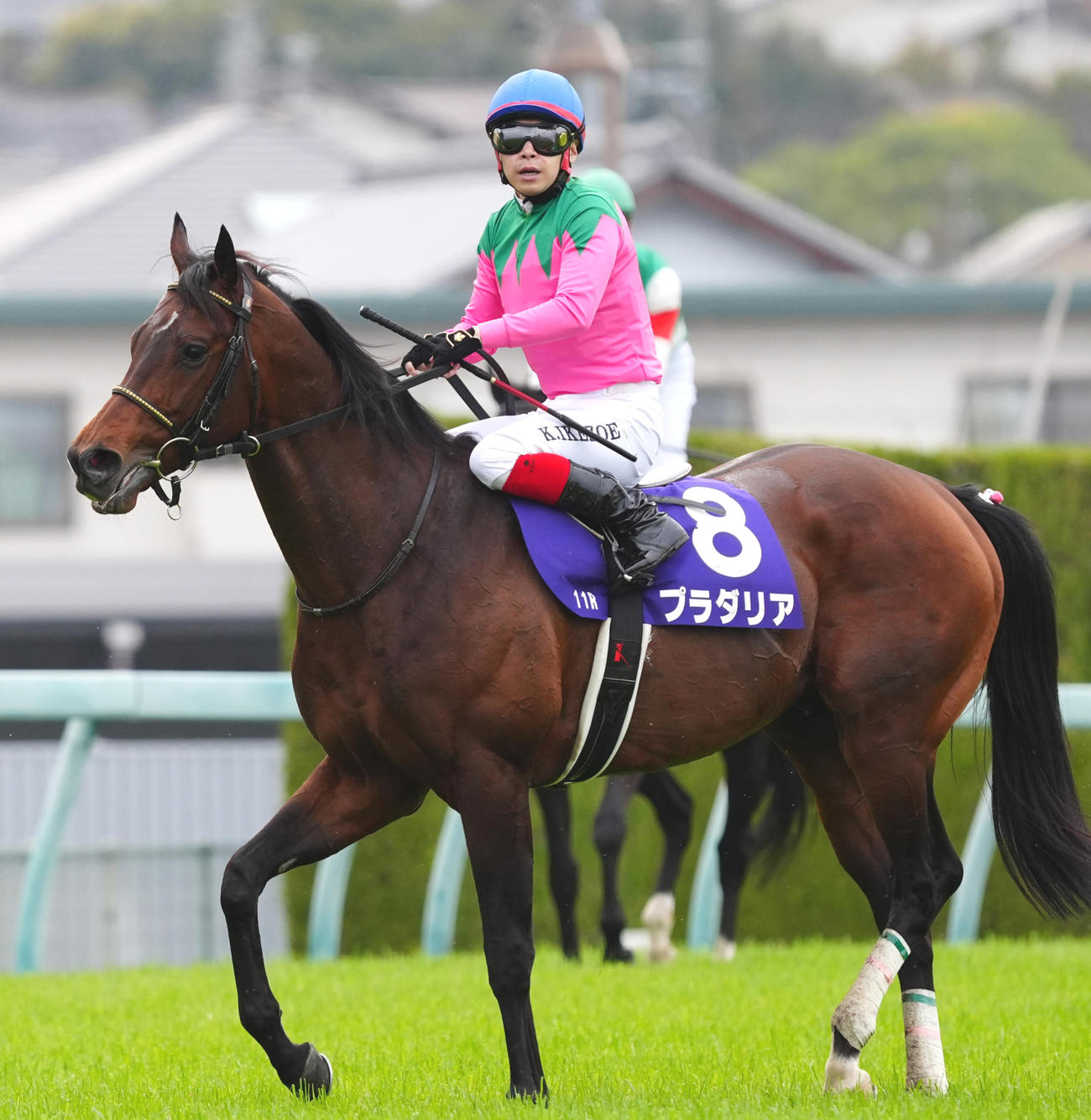 第2回阪神競馬第4日　11RG1大阪杯、6着となったプラダリア（撮影・清水貴仁）＝2024年3月31日、阪神競馬場