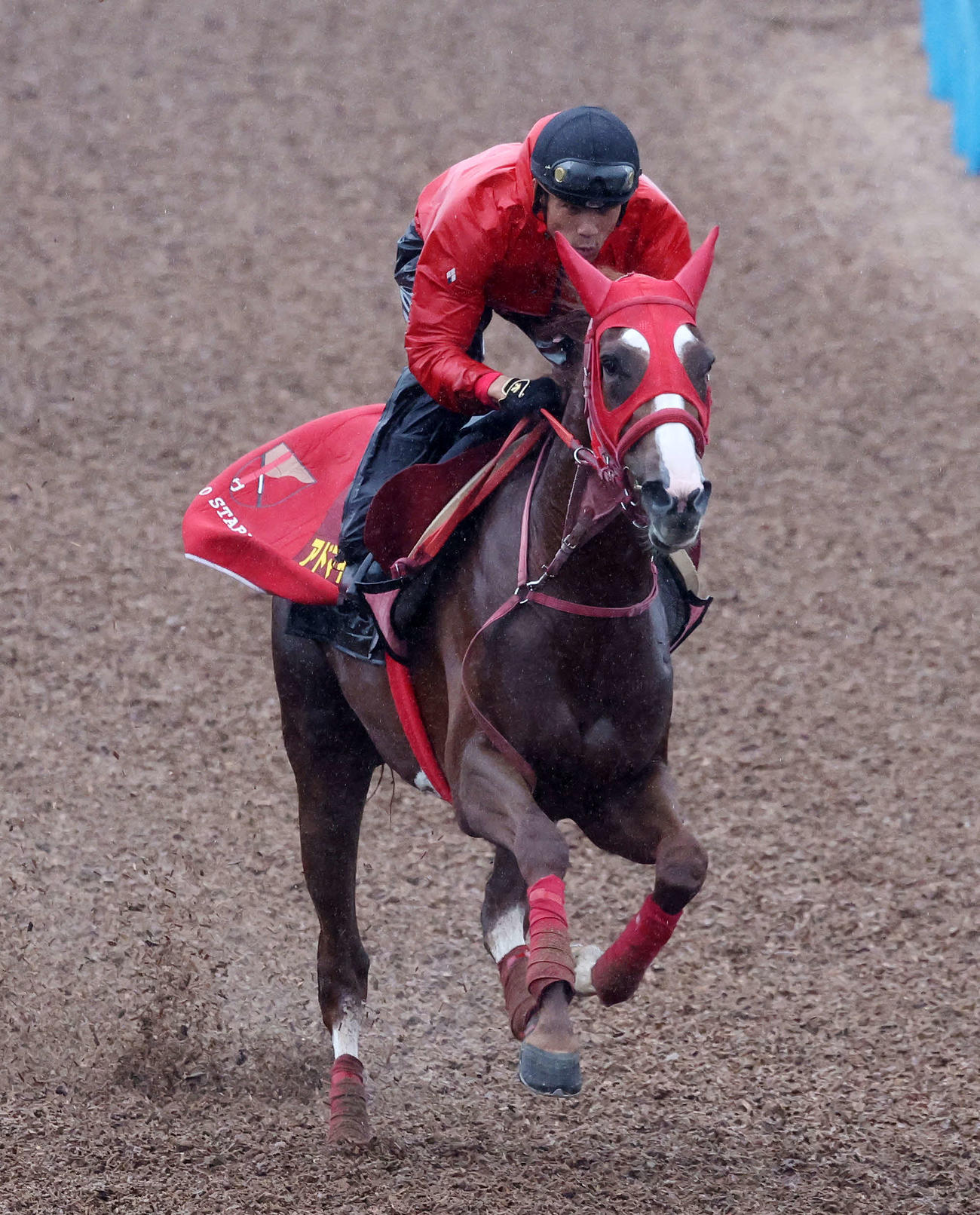 美浦ウッドで追い切るアドマイヤベル（撮影・鈴木正人）