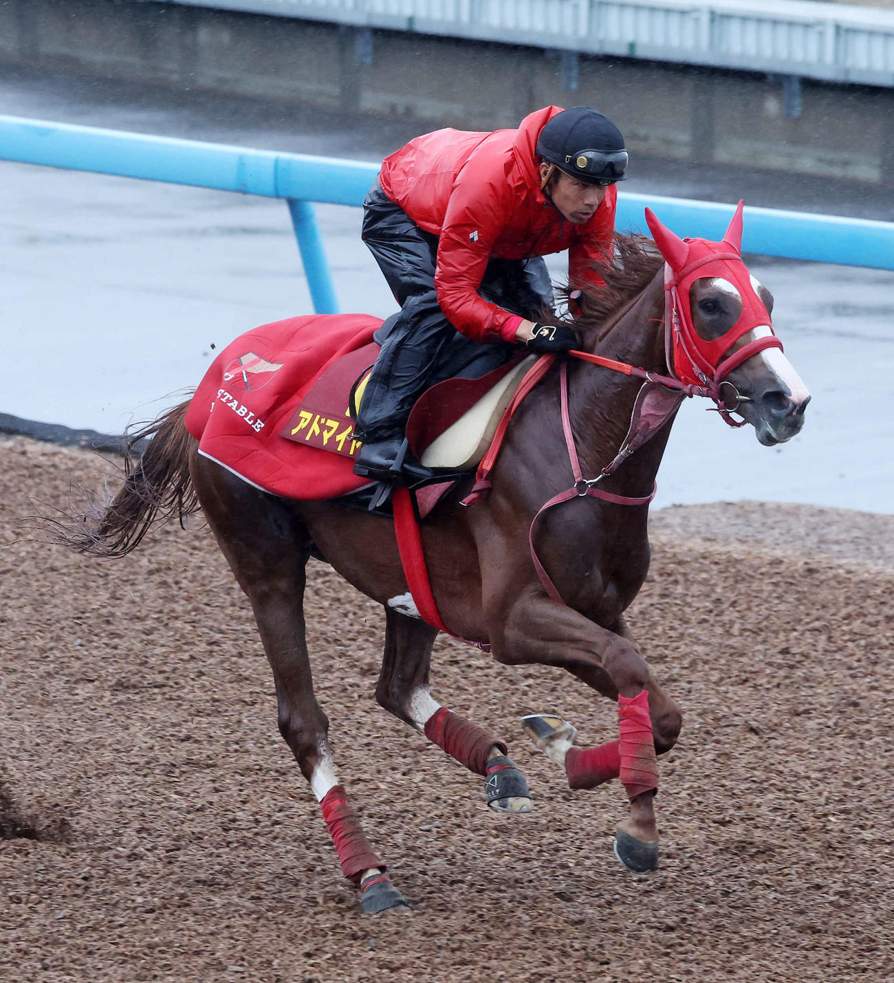 美浦ウッドで追い切るアドマイヤベル（撮影・鈴木正人）