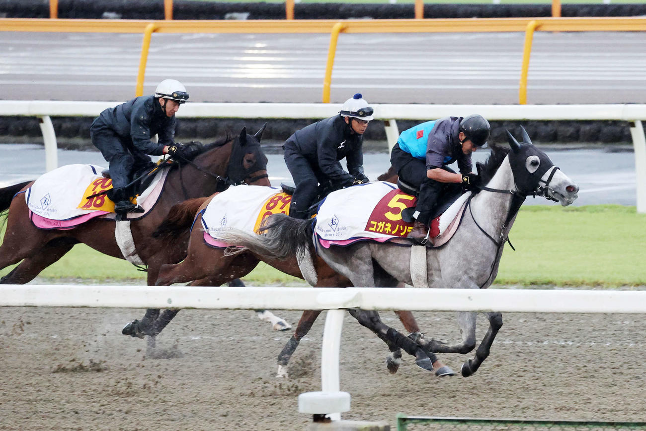 美浦ポリトラックで追い切るコガネノソラ（右）（撮影・鈴木正人）