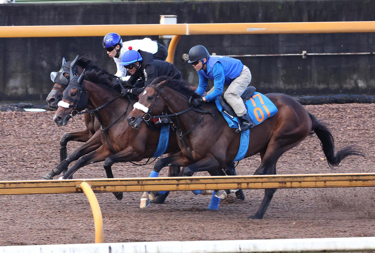 Cウッドを3頭併せで追い切る戸崎騎手騎乗のステレンボッシュ（中央）（撮影・白石智彦）