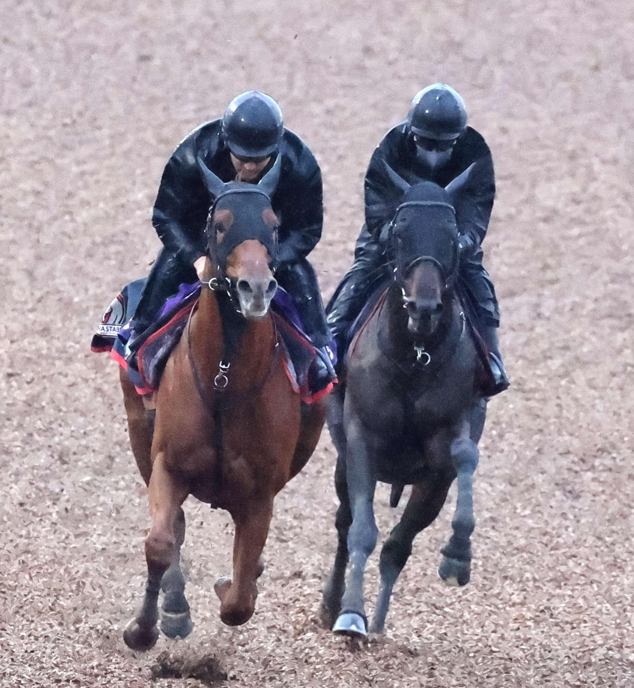 美浦ウッドで併せて追い切るヘデントール（右）（撮影・鈴木正人）