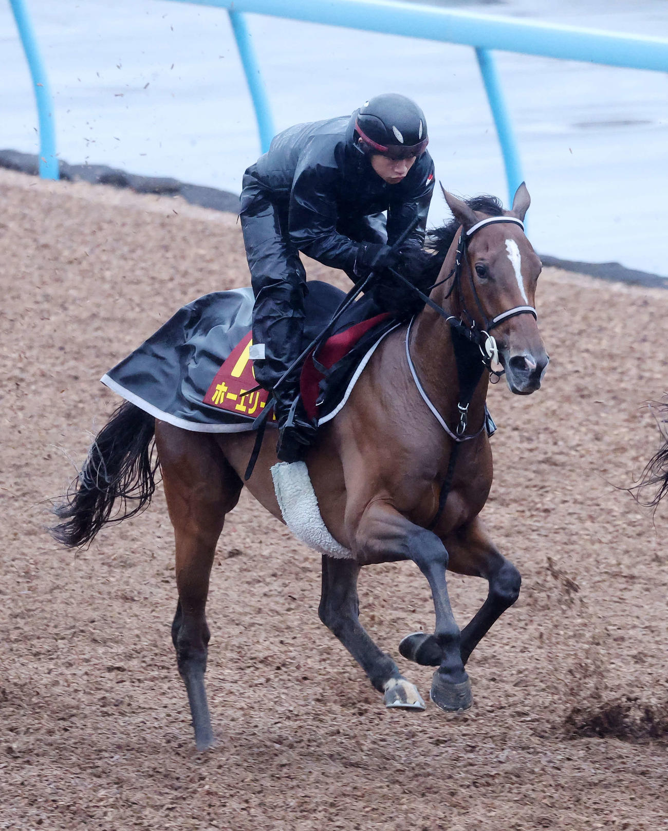 美浦ウッドで追い切るホーエリート（撮影・鈴木正人）