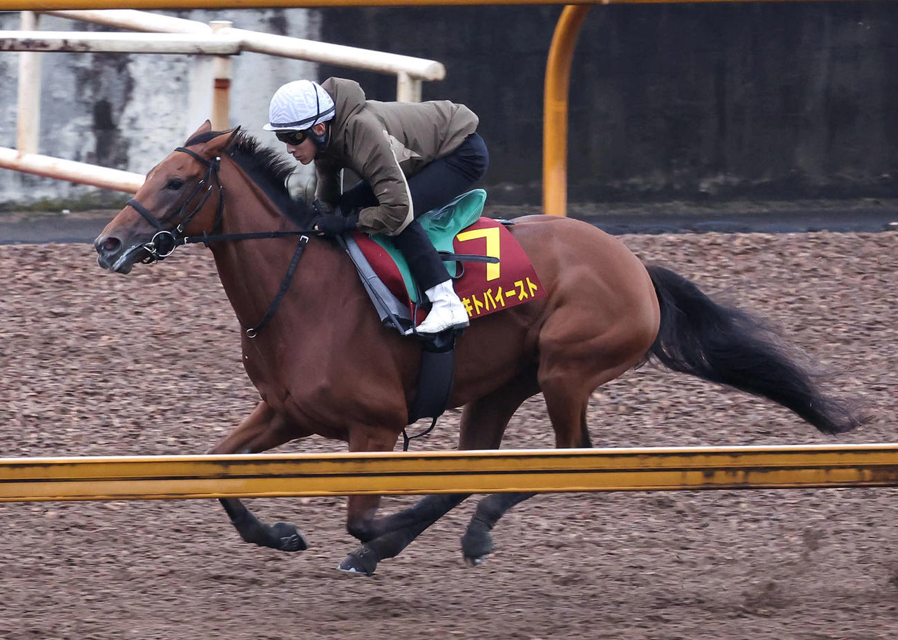 9日、藤岡佑騎手を背にCウッドを単走で追い切るセキトバイースト