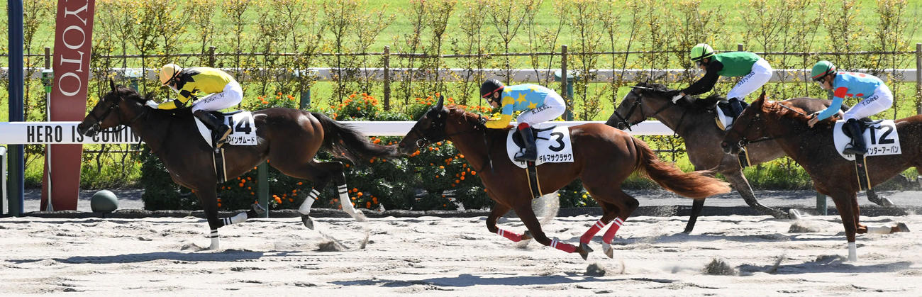京都4R、新馬戦を制したドンインザムード（撮影・前岡正明）