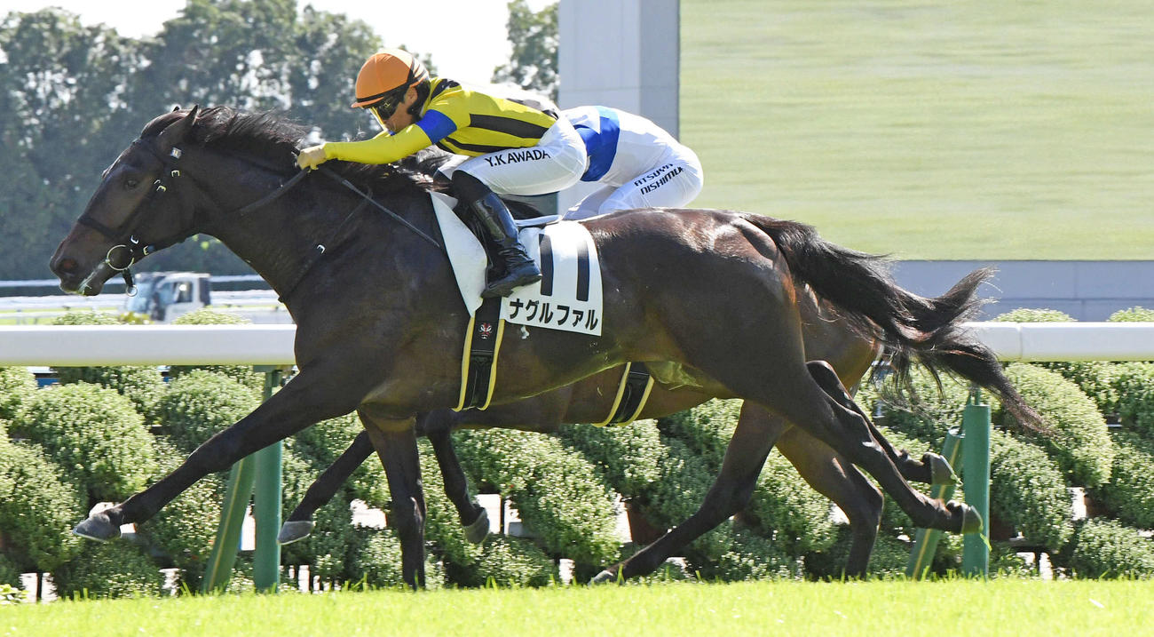 京都5R、新馬戦を制したナグルファル（撮影・前岡正明）