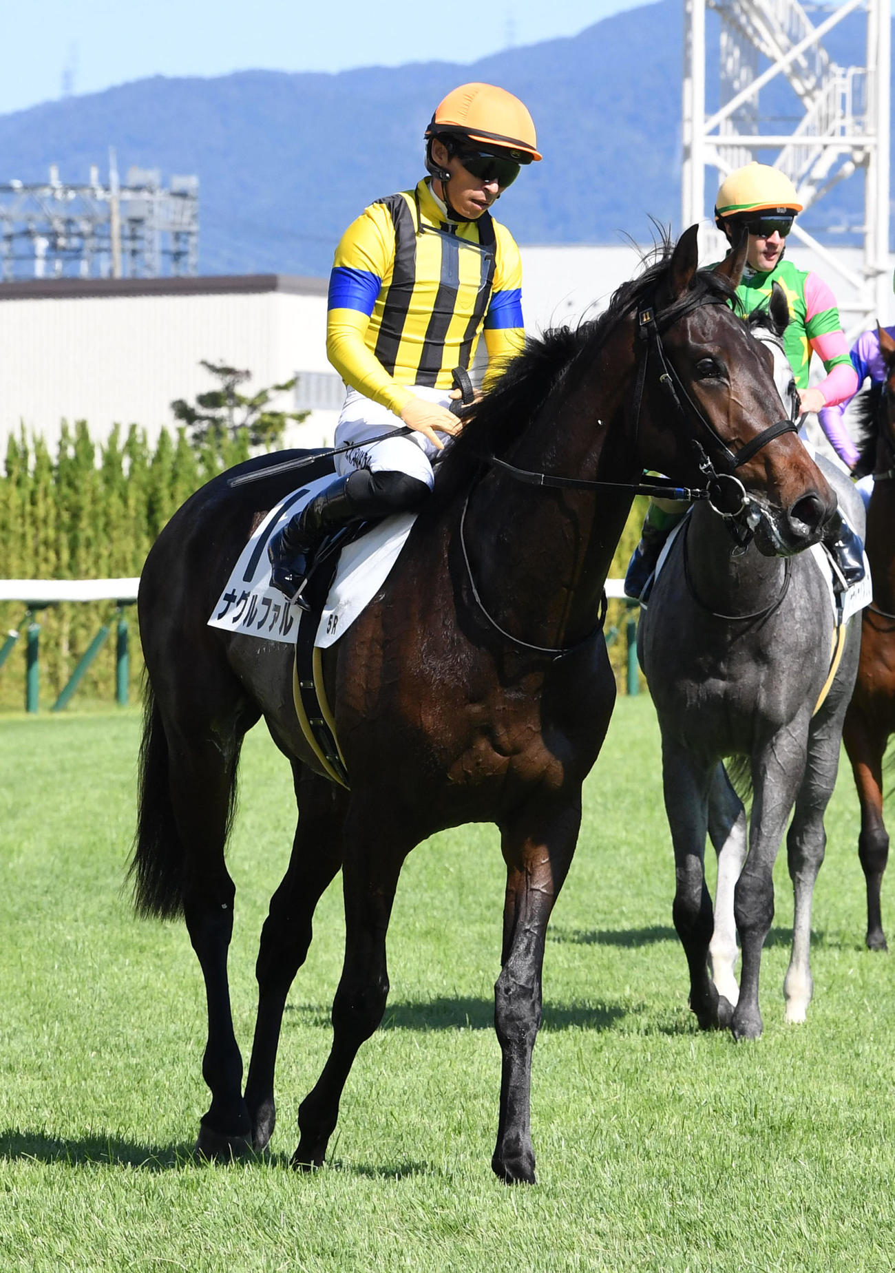 5R、新馬戦を制したナグルファル（撮影・前岡正明）
