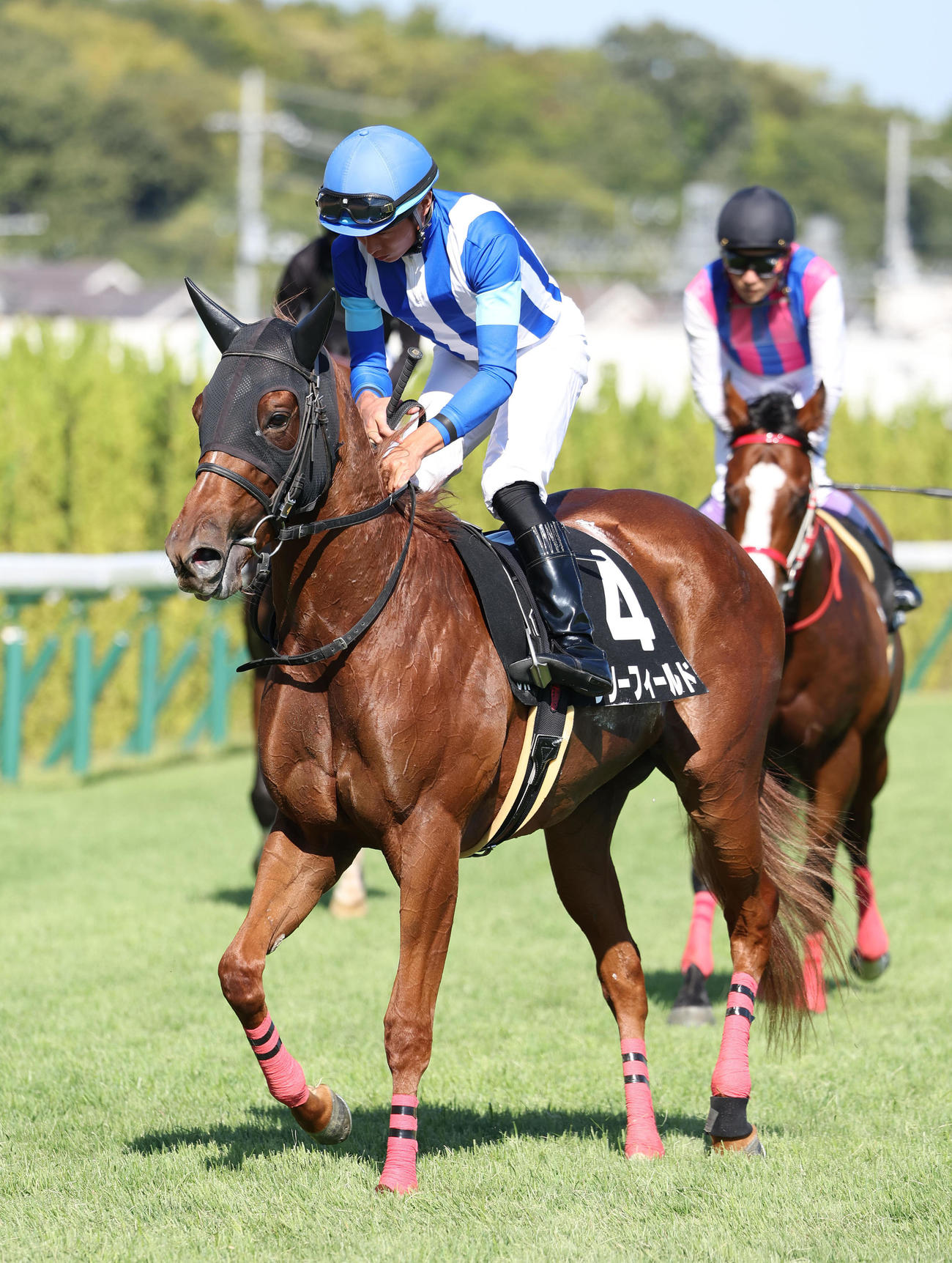 京都8R、もみじSを制したリリーフィールド（撮影・白石智彦）