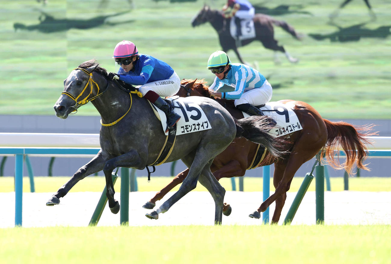 京都4R、直線抜け出して新馬戦を制したコモンスナイプと鮫島騎手（撮影・白石智彦）