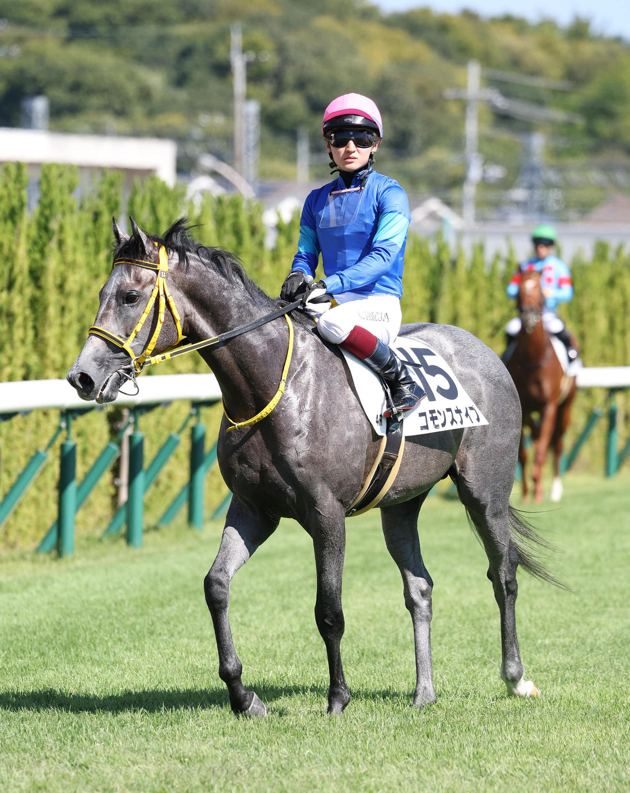京都4R、新馬戦を制したコモンスナイプ（撮影・白石智彦）