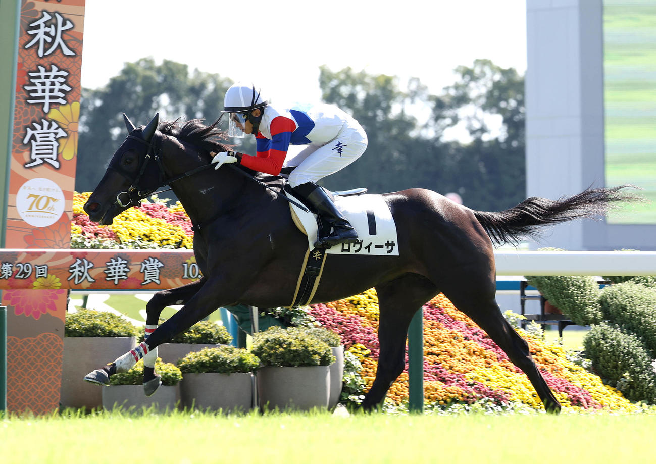 京都5R、直線抜け出して新馬戦を制したロヴィーサ（撮影・白石智彦）