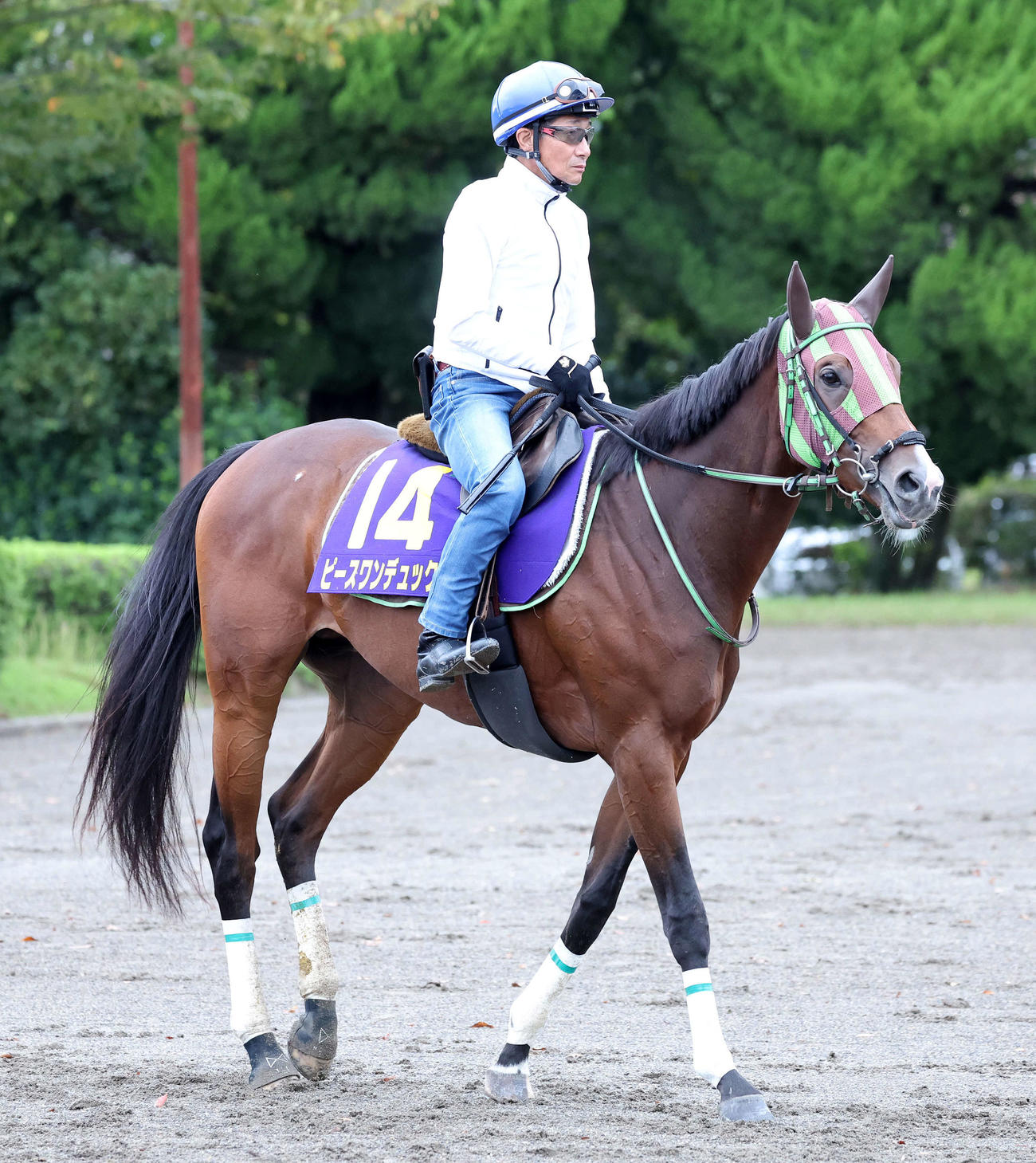 柴田善臣騎手を背に乗り運動するピースワンデュック（2024年10月10日撮影）