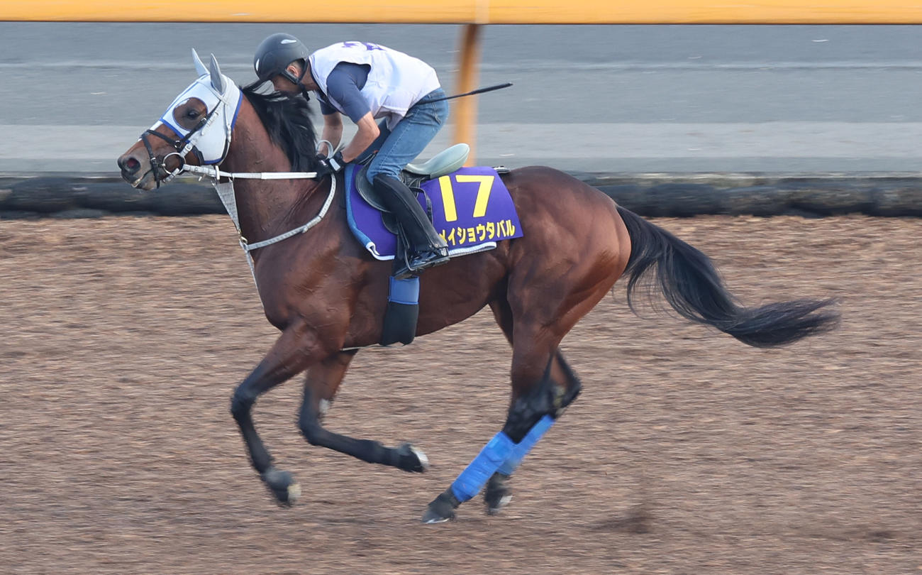 CWコースで調整するメイショウタバル