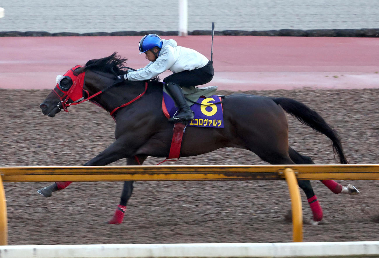 10月9日、Cウッドを併せ馬で追い切るエコロヴァルツ