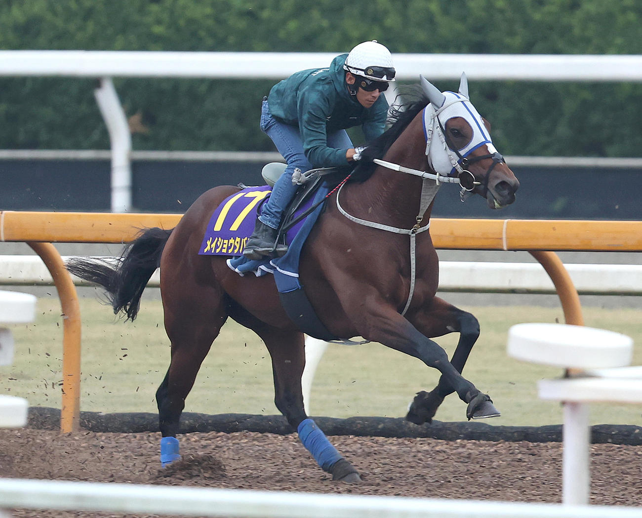菊花賞】メイショウタバル、浜中騎手「折り合いがつきませんでした