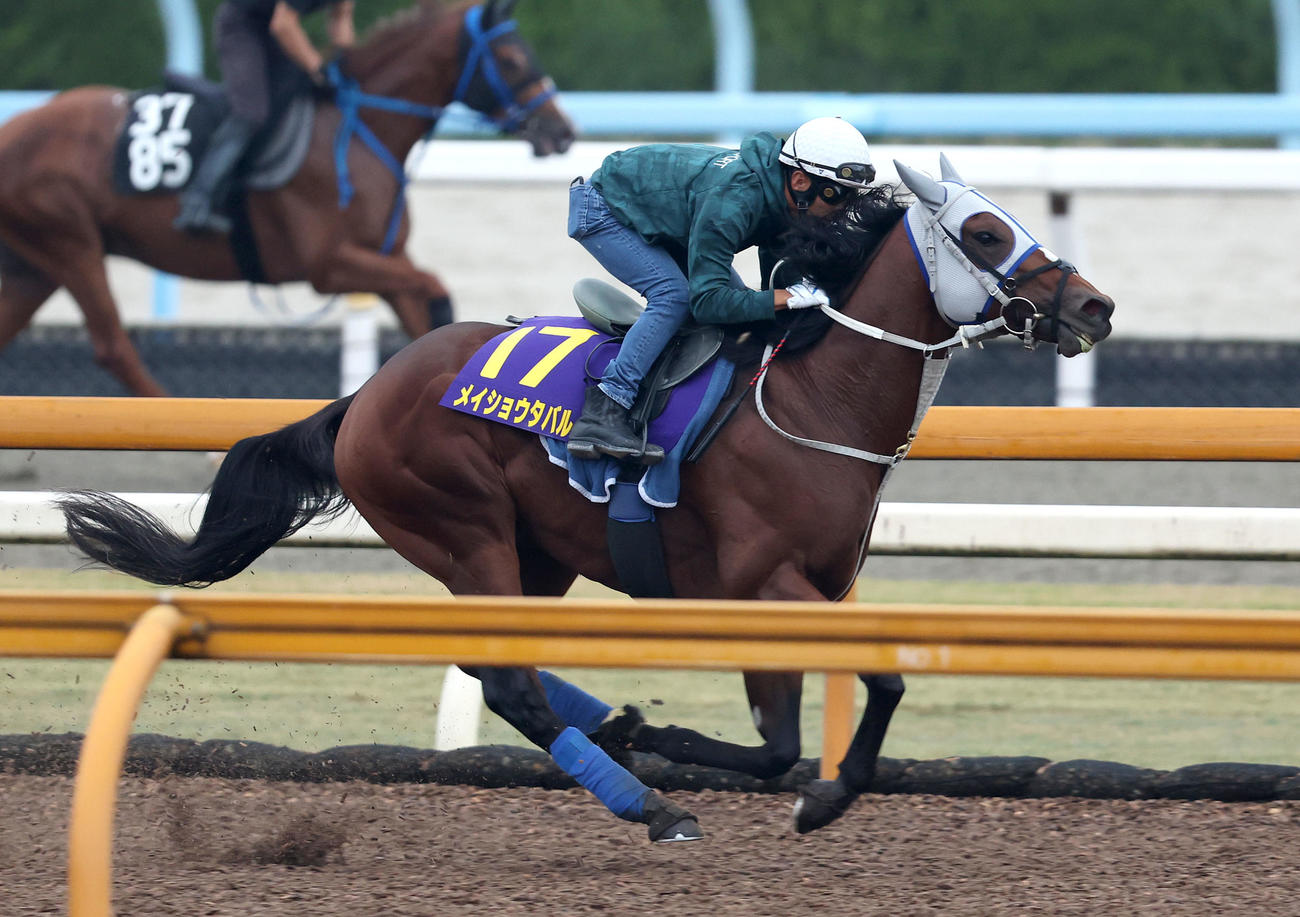 浜中騎手を背にCウッドを単走で追い切るメイショウタバル（撮影・白石智彦）