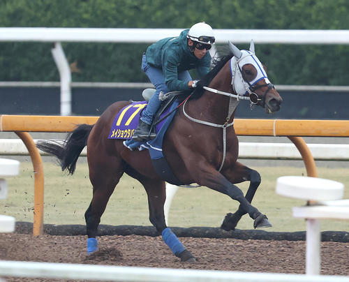 確認用 メイショウタバル 菊花賞 現地購入単勝馬券 競馬 期限切れ 202410160000446-w500_0.jpg