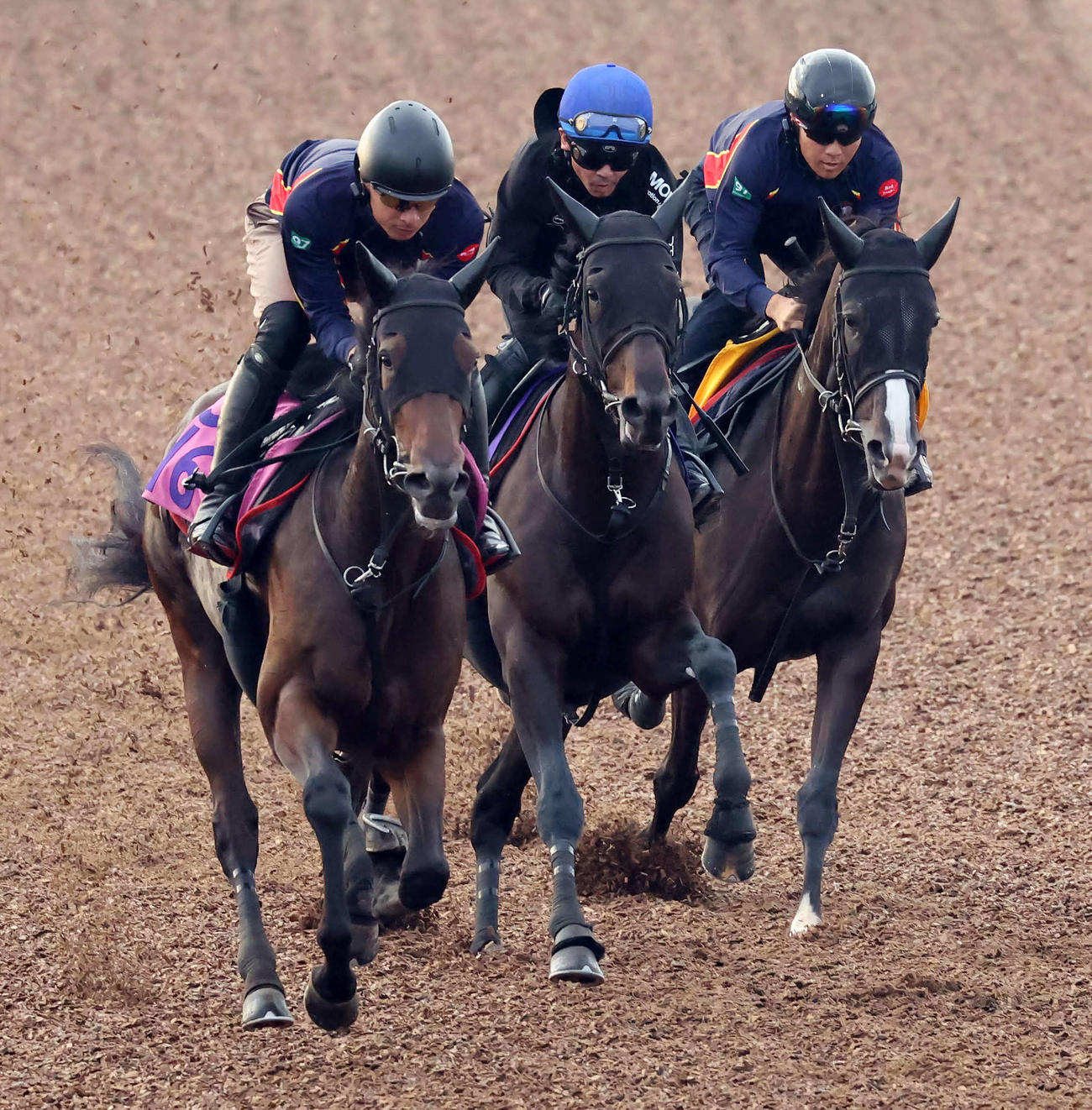 ヘデントール（中央）は戸崎騎手を背に美浦ウッドを3頭併せで追い切られた（撮影・丹羽敏通）