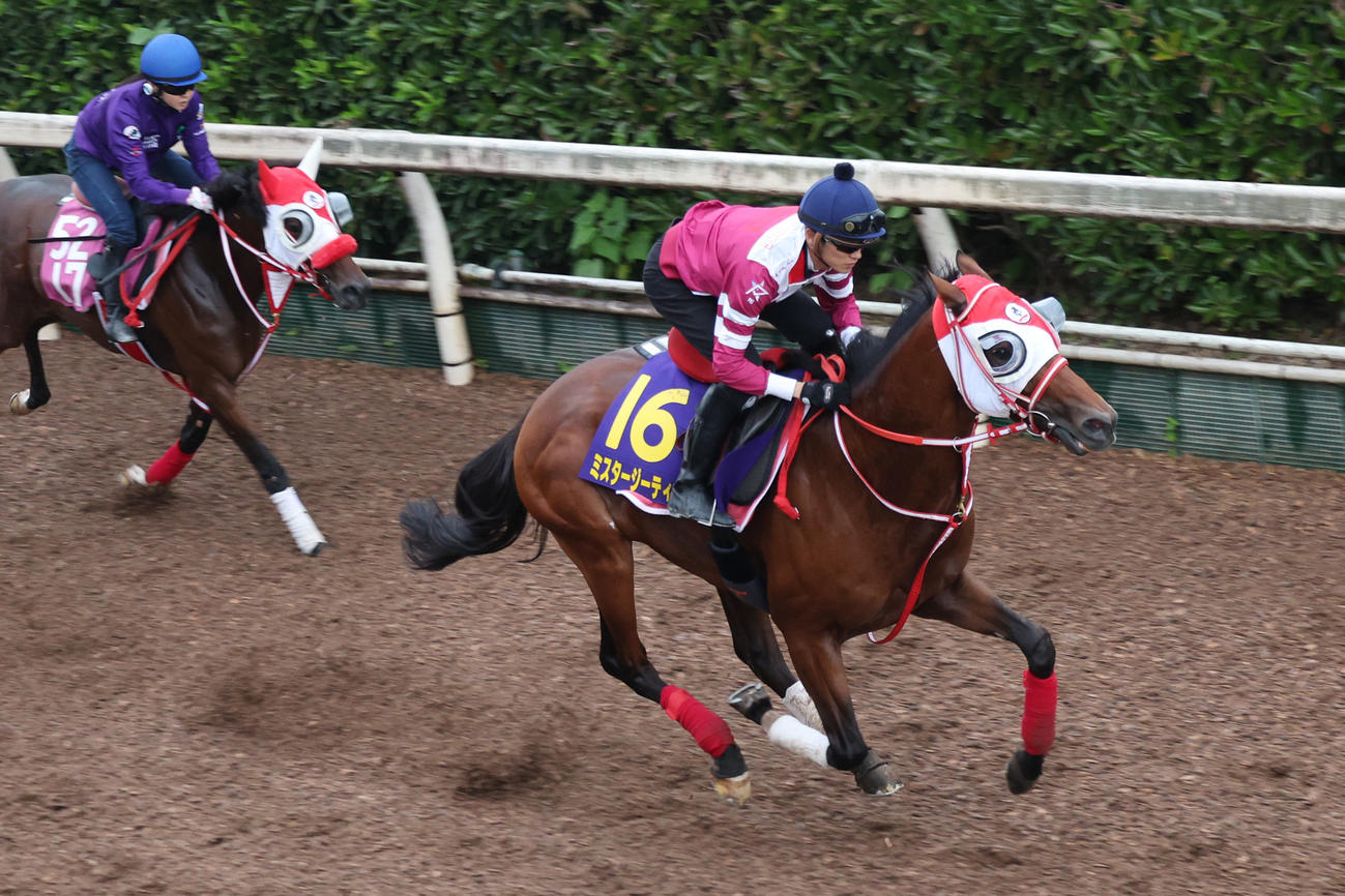 坂路で併せ馬に先着するミスタージーティー（右）