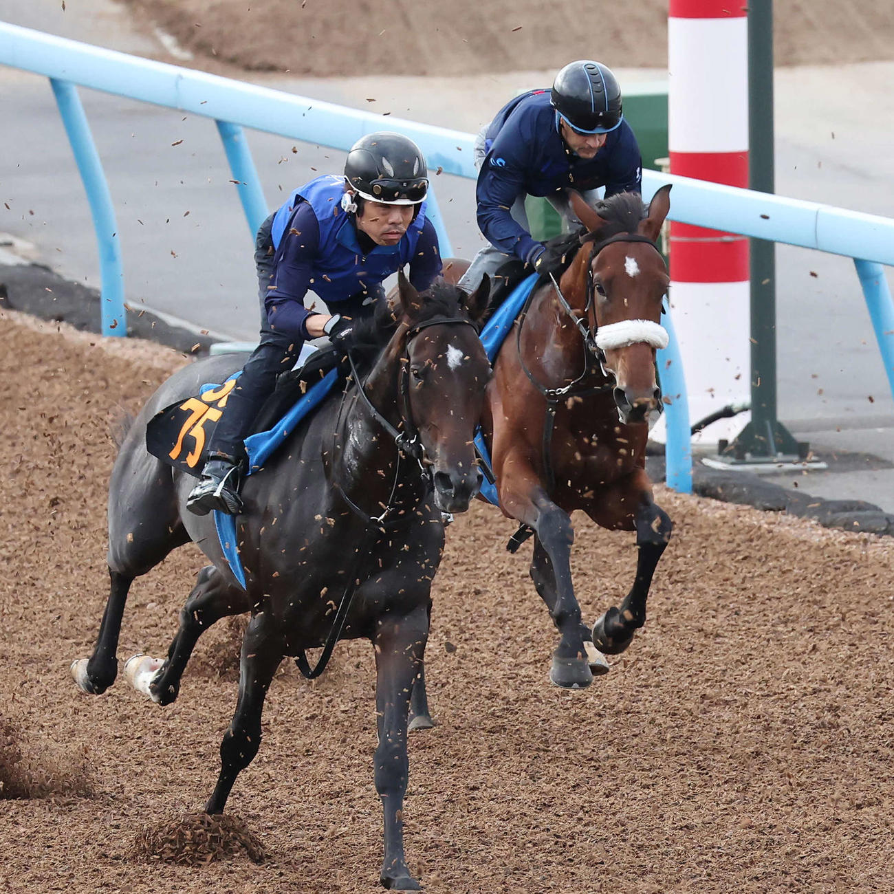 アロンズロッド（右）はルメール騎手を背に美浦ウッドを併せ馬で追い切られた（撮影・丹羽敏通）